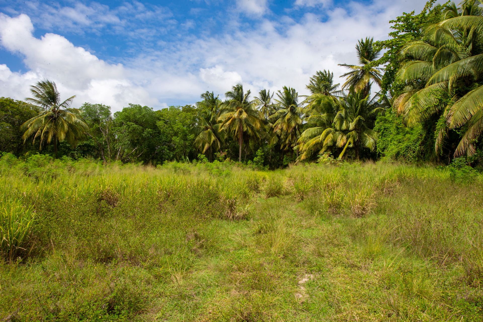 Land im Speightstown,  10207399