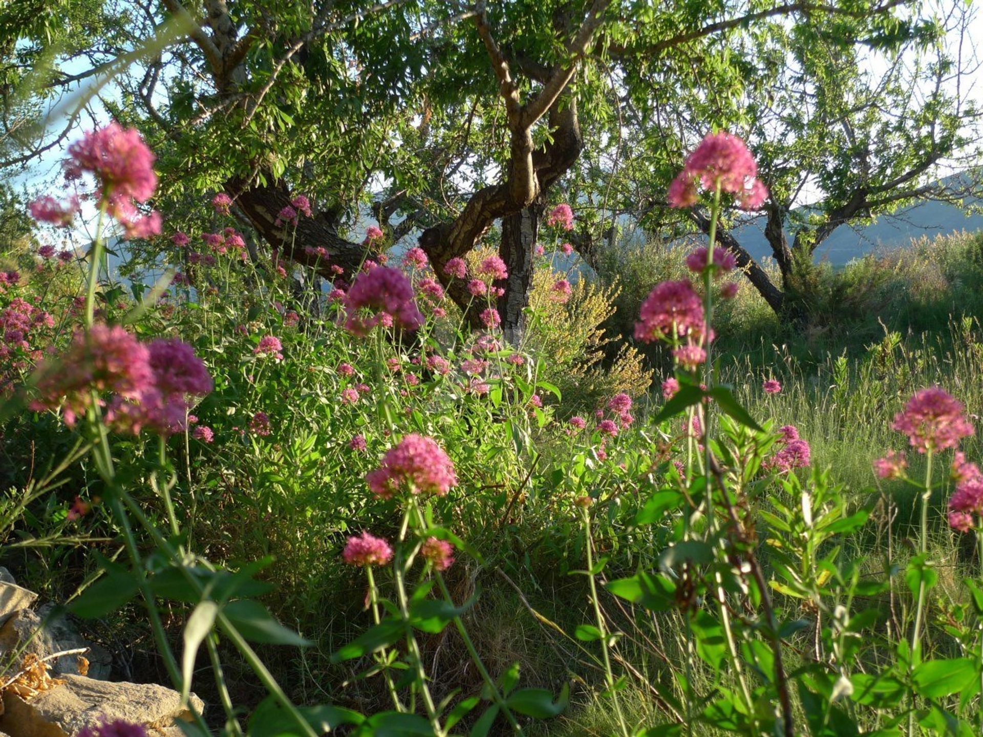 Terra no Benissa, Comunitat Valenciana 10208596