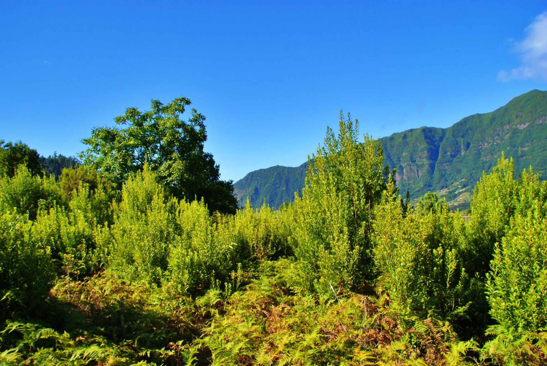 rumah dalam Achada de Cima, Madeira 10214230