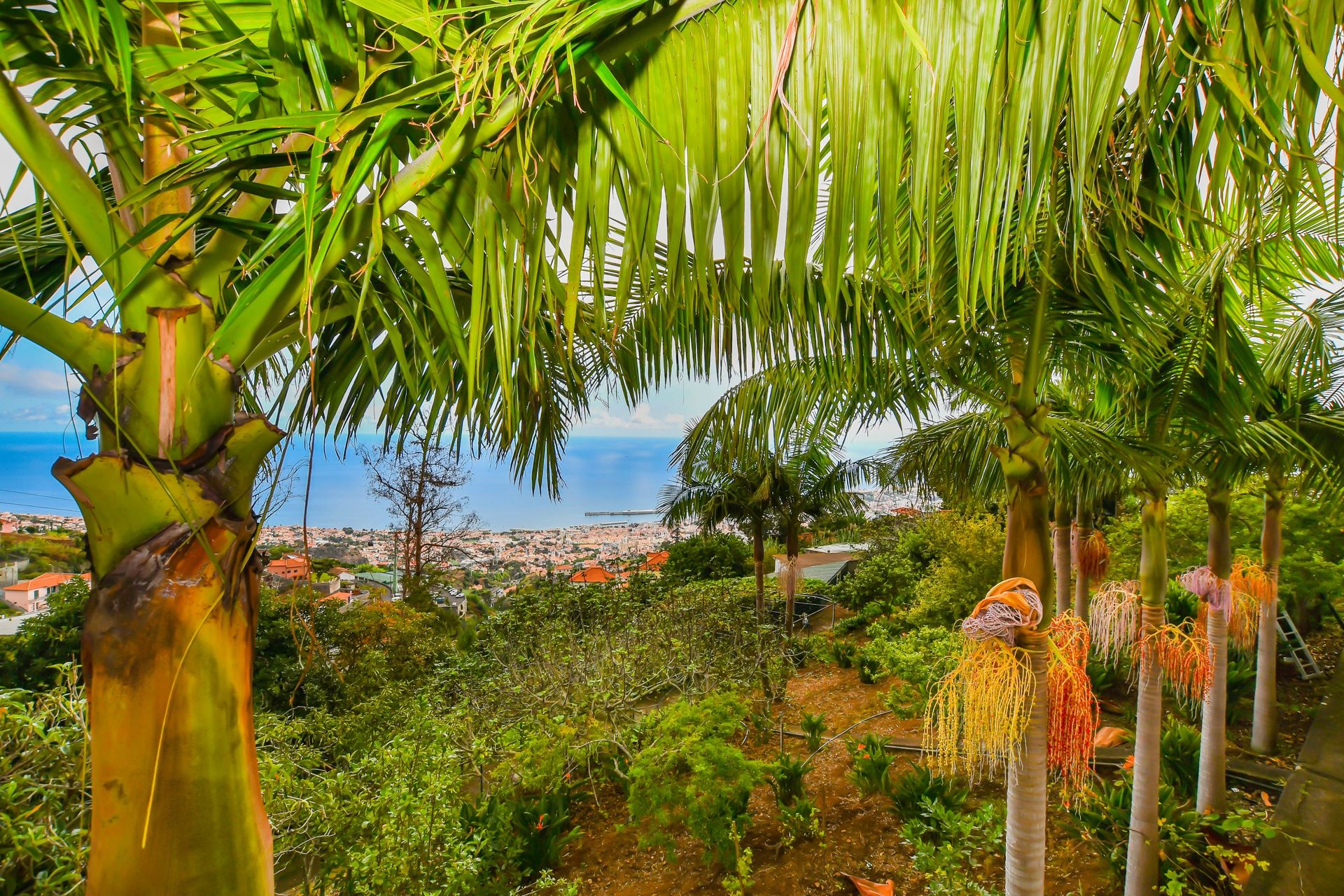 집 에 Funchal, Rua Padre Manuel Romero Rua de Aveiro 10214273