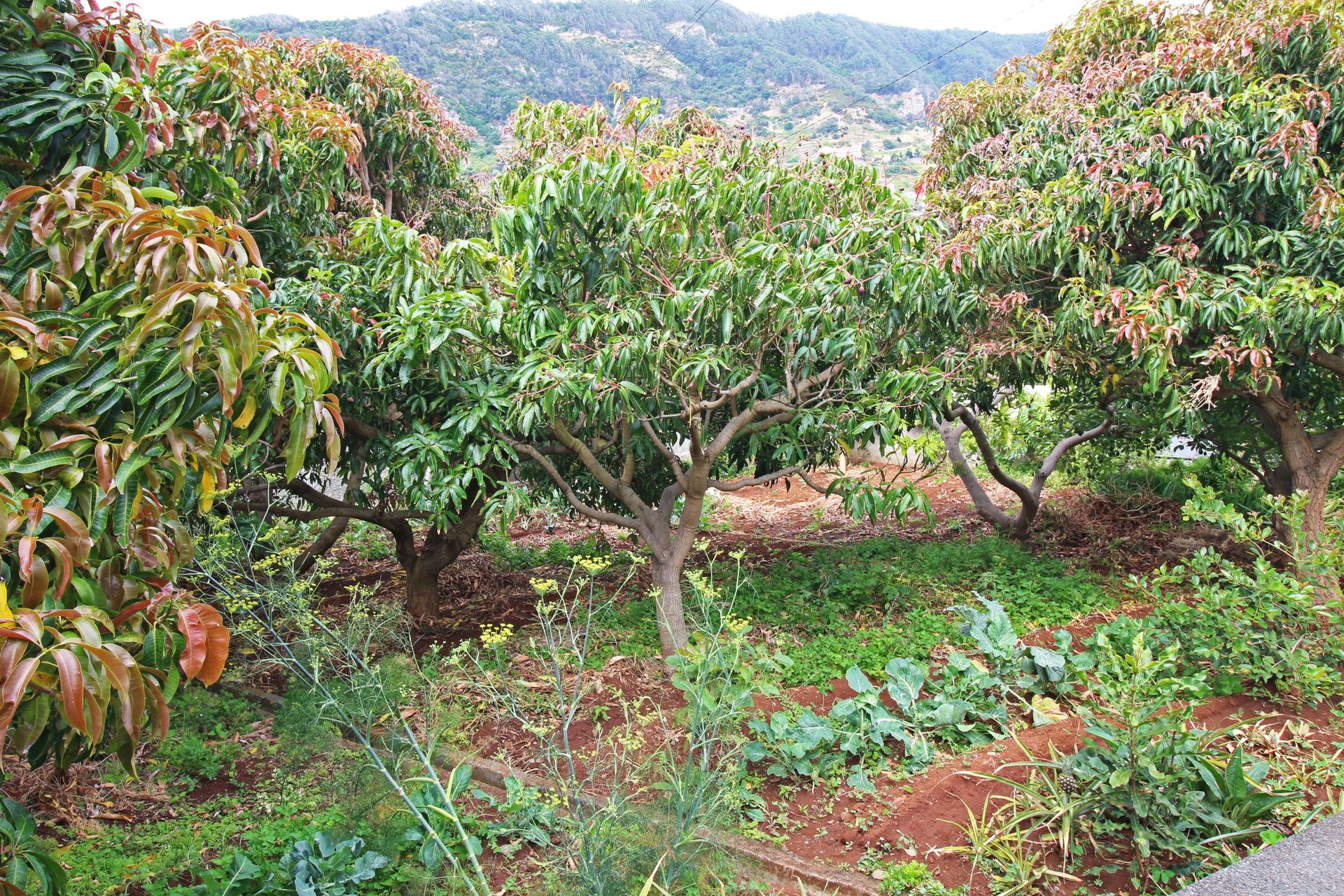 σπίτι σε Machico, Madeira 10214324