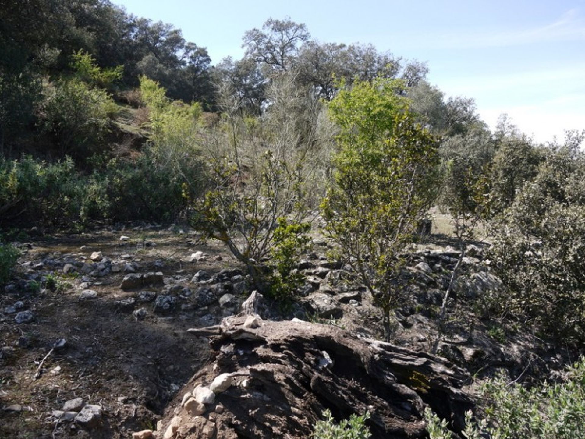 土地 在 Fuente del Conde, Andalucía 10214414