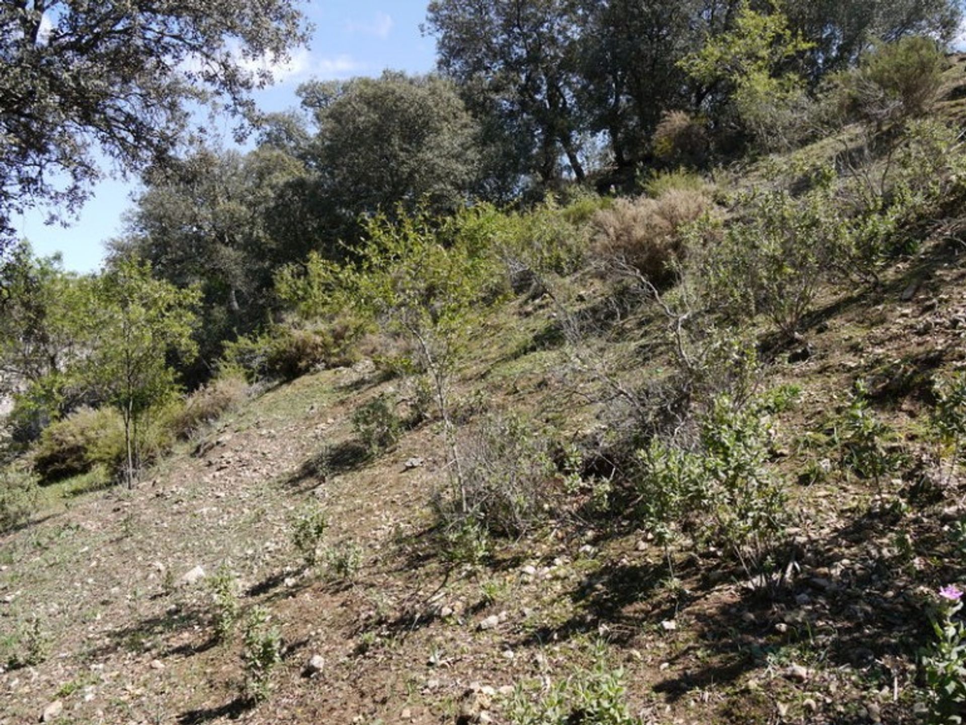 الأرض في Fuente del Conde, Andalucía 10214414