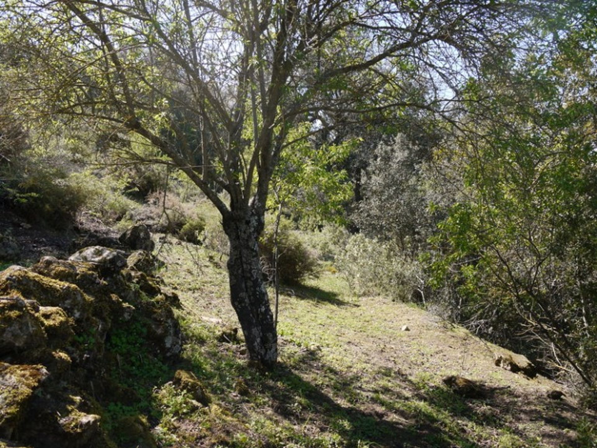 土地 在 Fuente del Conde, Andalucía 10214414