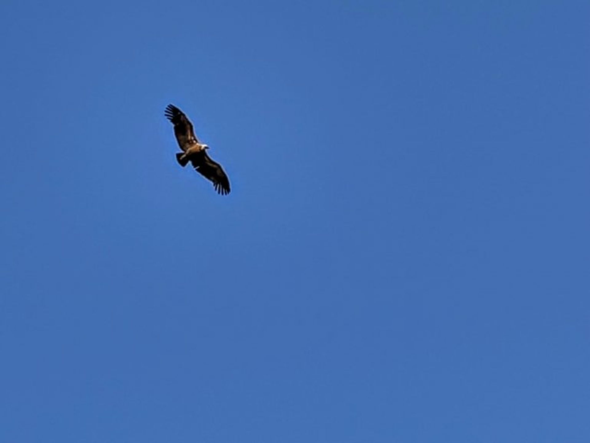 Talo sisään El Gastor, Andalusia 10214487