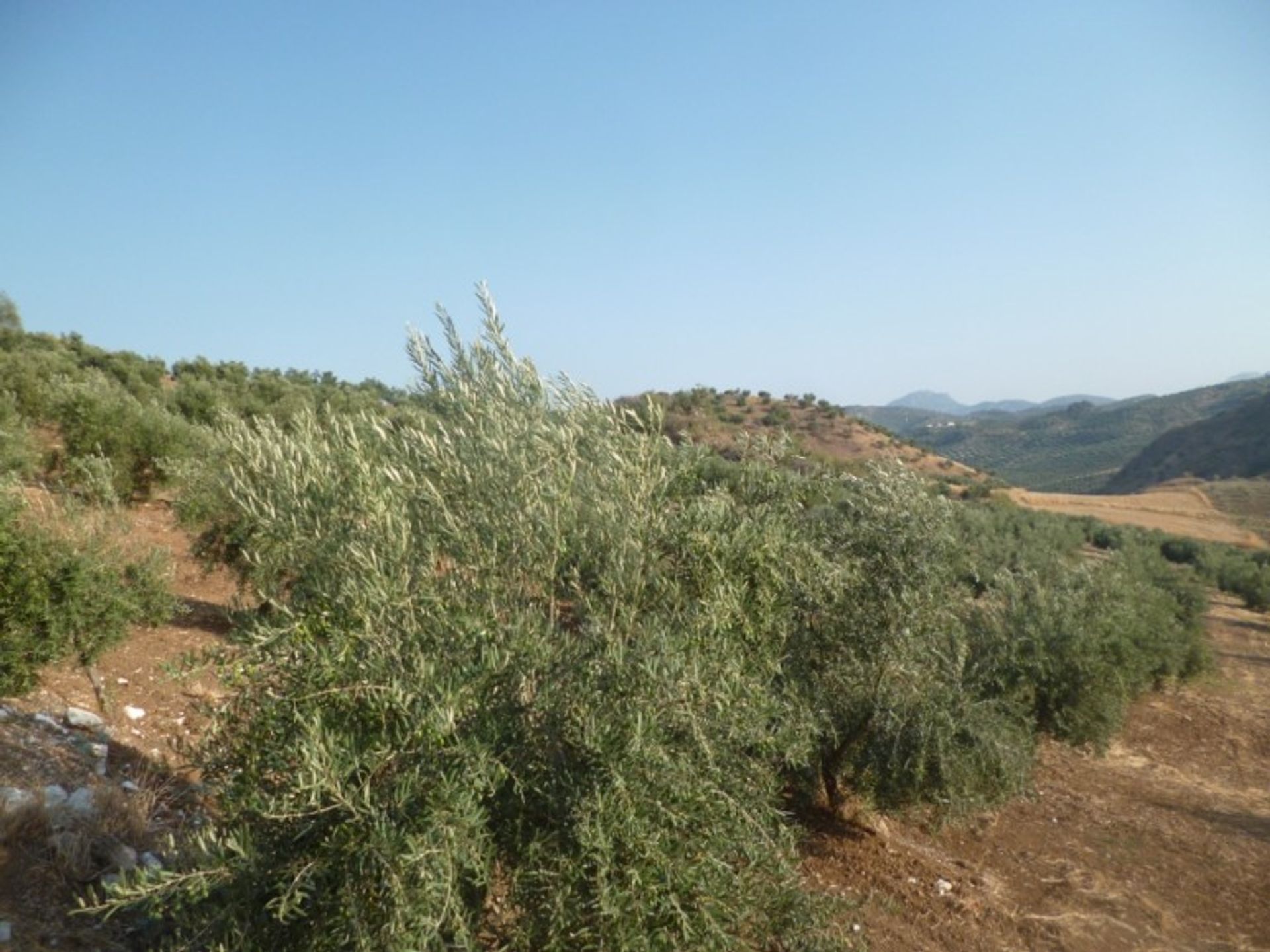 Land im Olvera, Andalusien 10214524