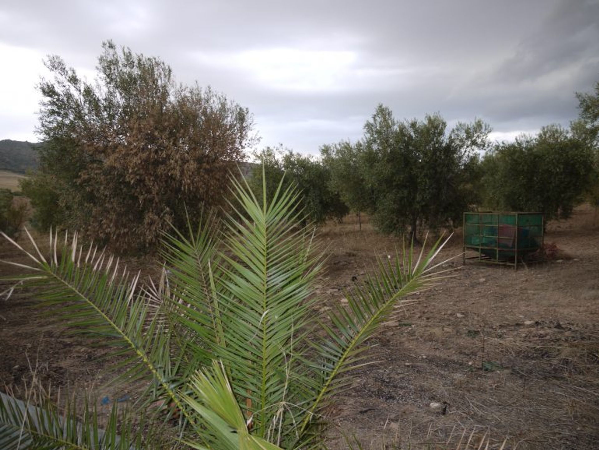 σπίτι σε Morón de la Frontera, Andalusia 10214580