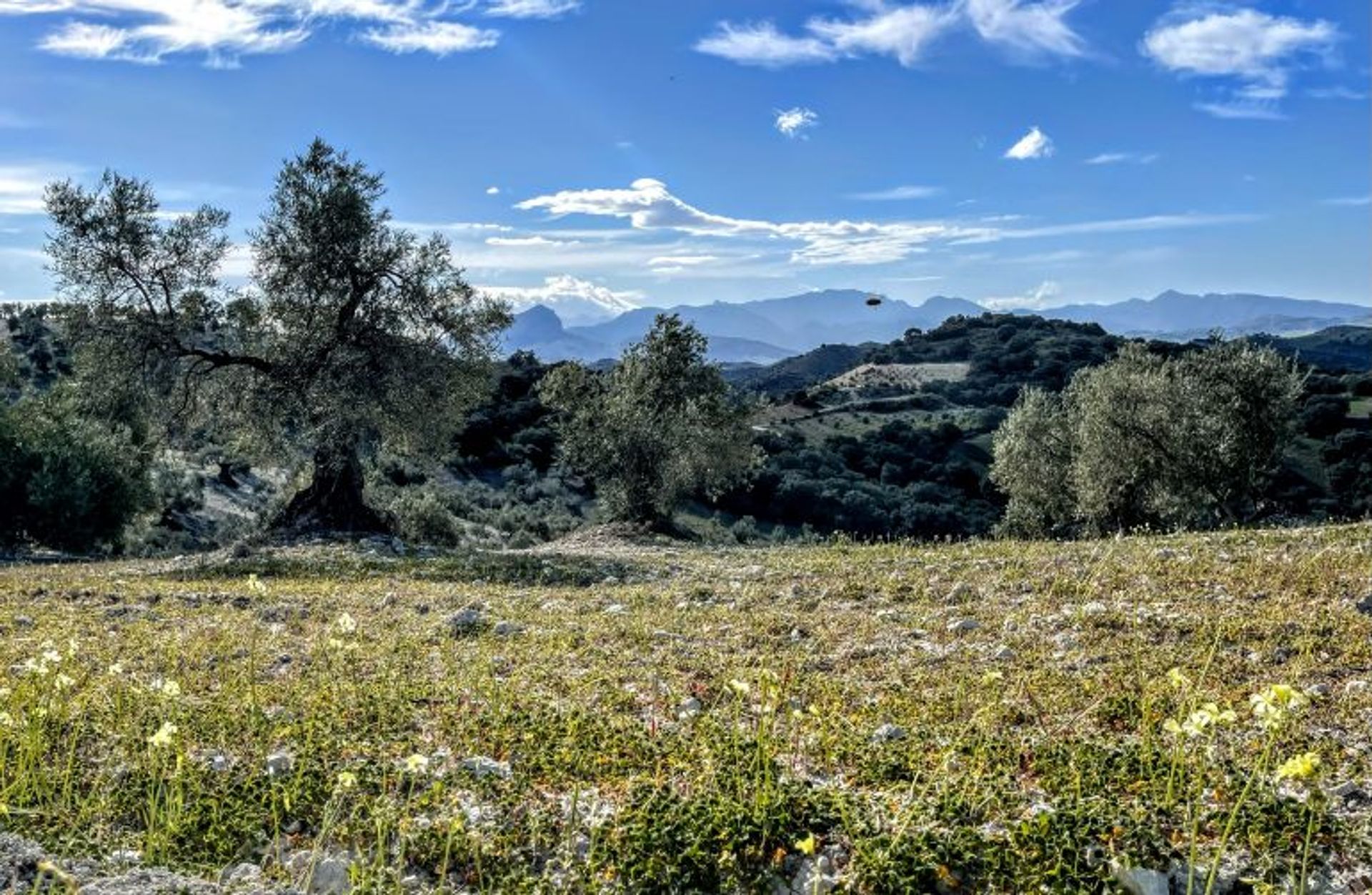 σπίτι σε Olvera, Andalusia 10214606