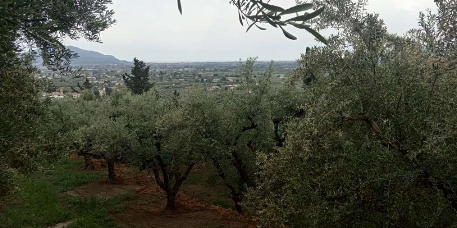 Tierra en bochalí, Jonia Nisia 10217545