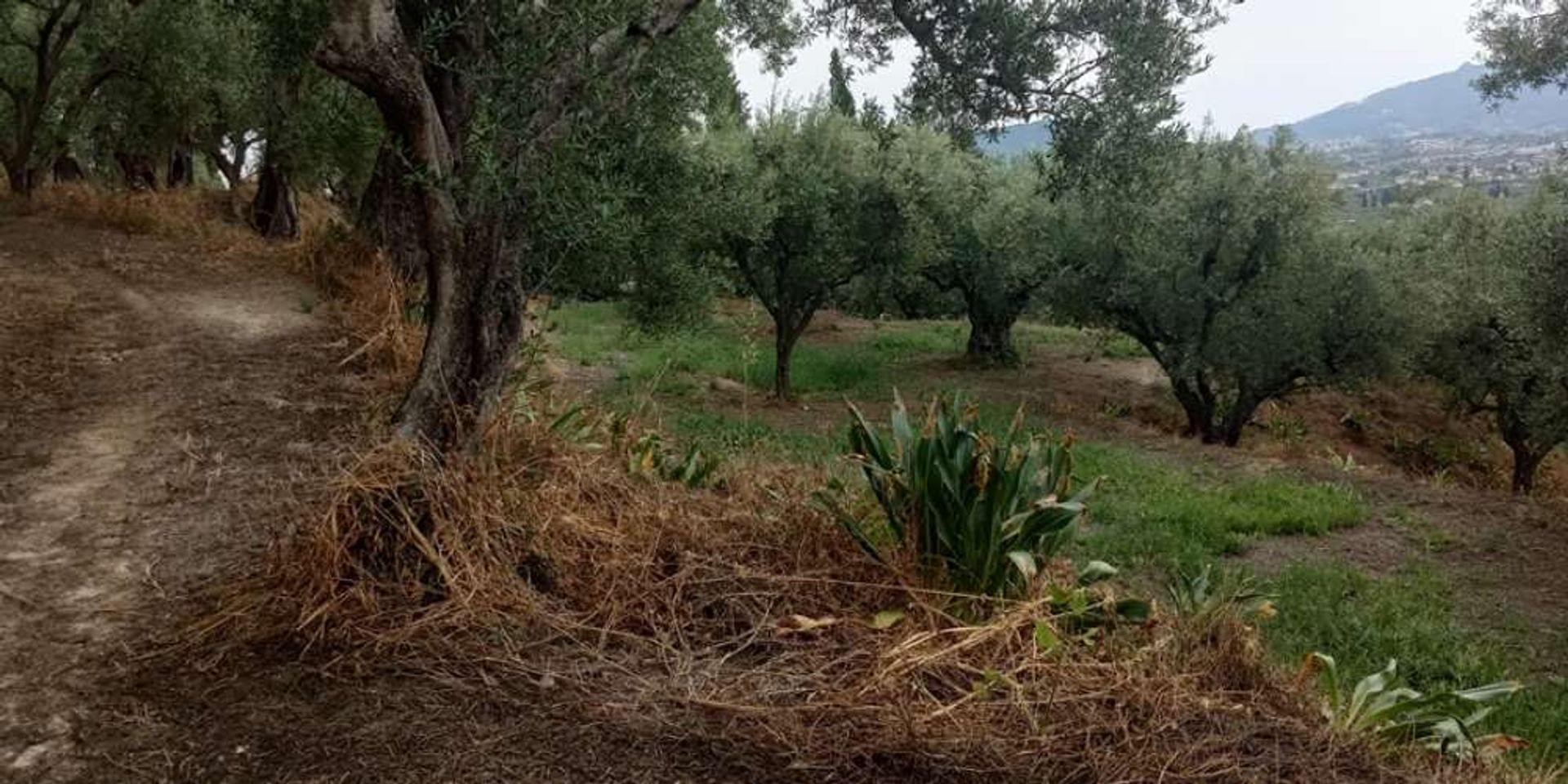 Tierra en bochalí, Jonia Nisia 10217545