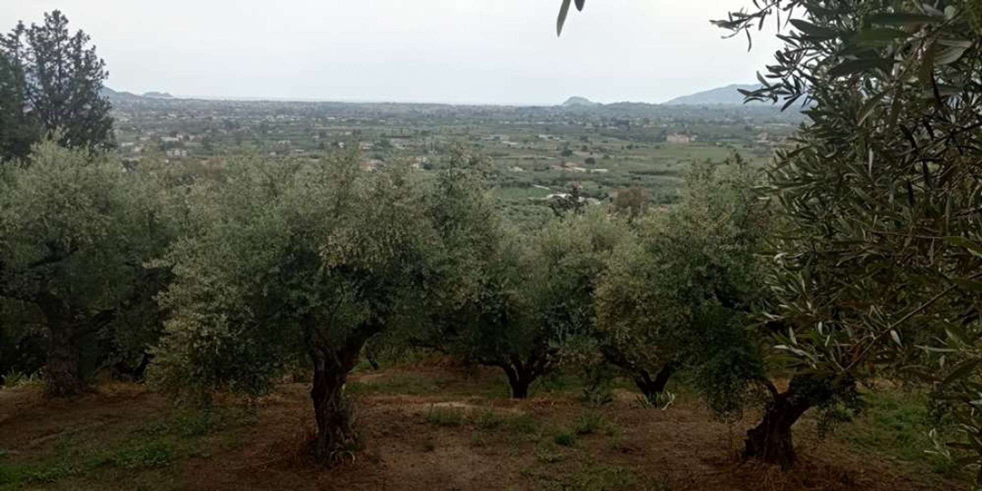 Tierra en bochalí, Jonia Nisia 10217545