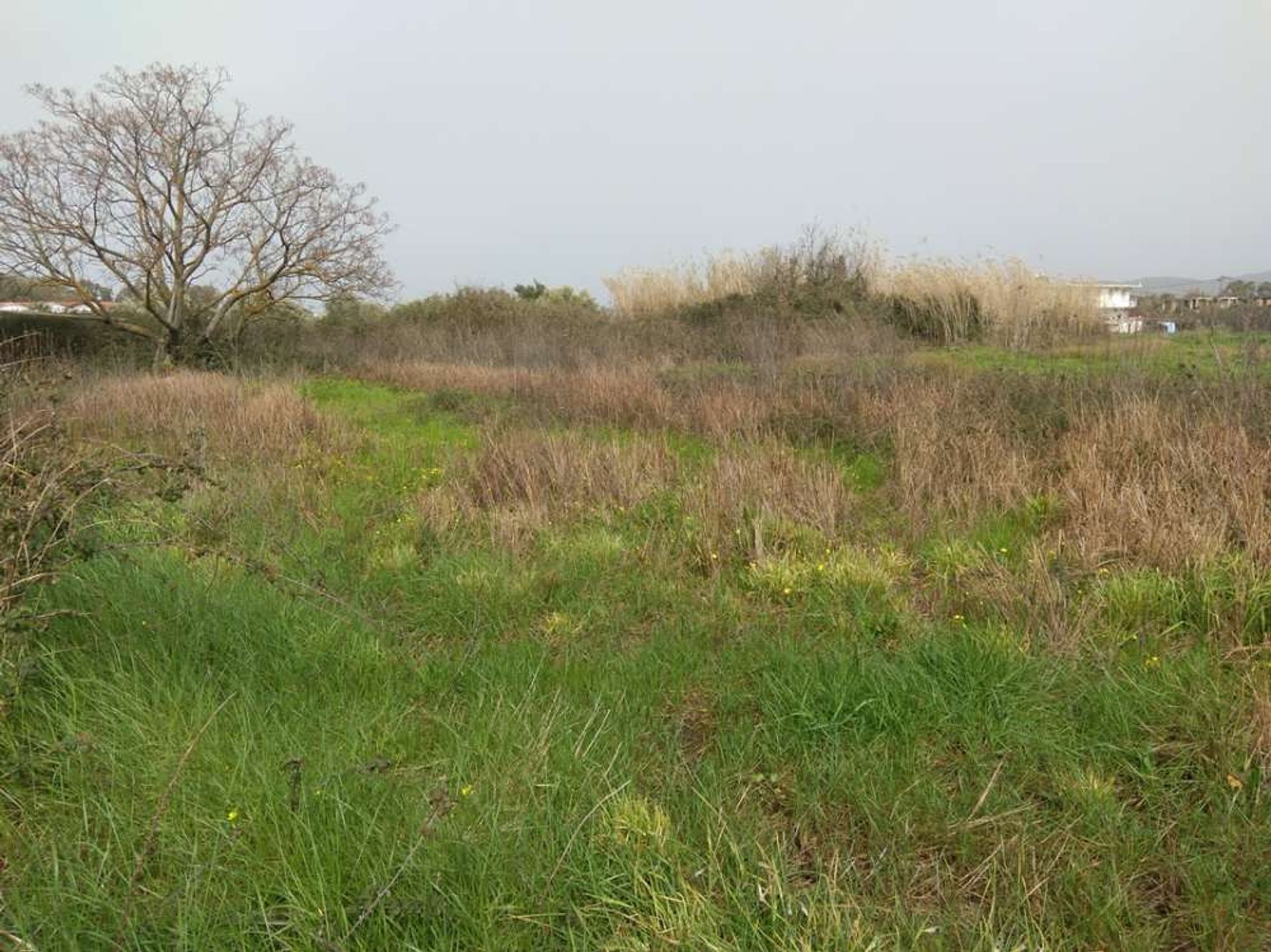 Tierra en bochalí, Jonia Nisia 10217550