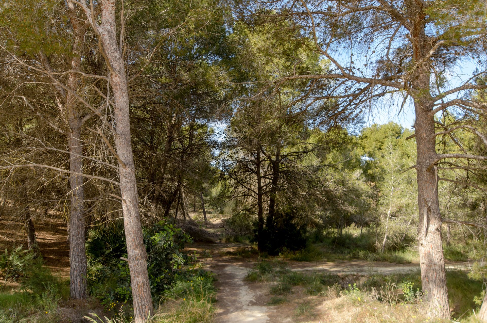 집 에 San Miguel de Salinas, Comunidad Valenciana 10220068