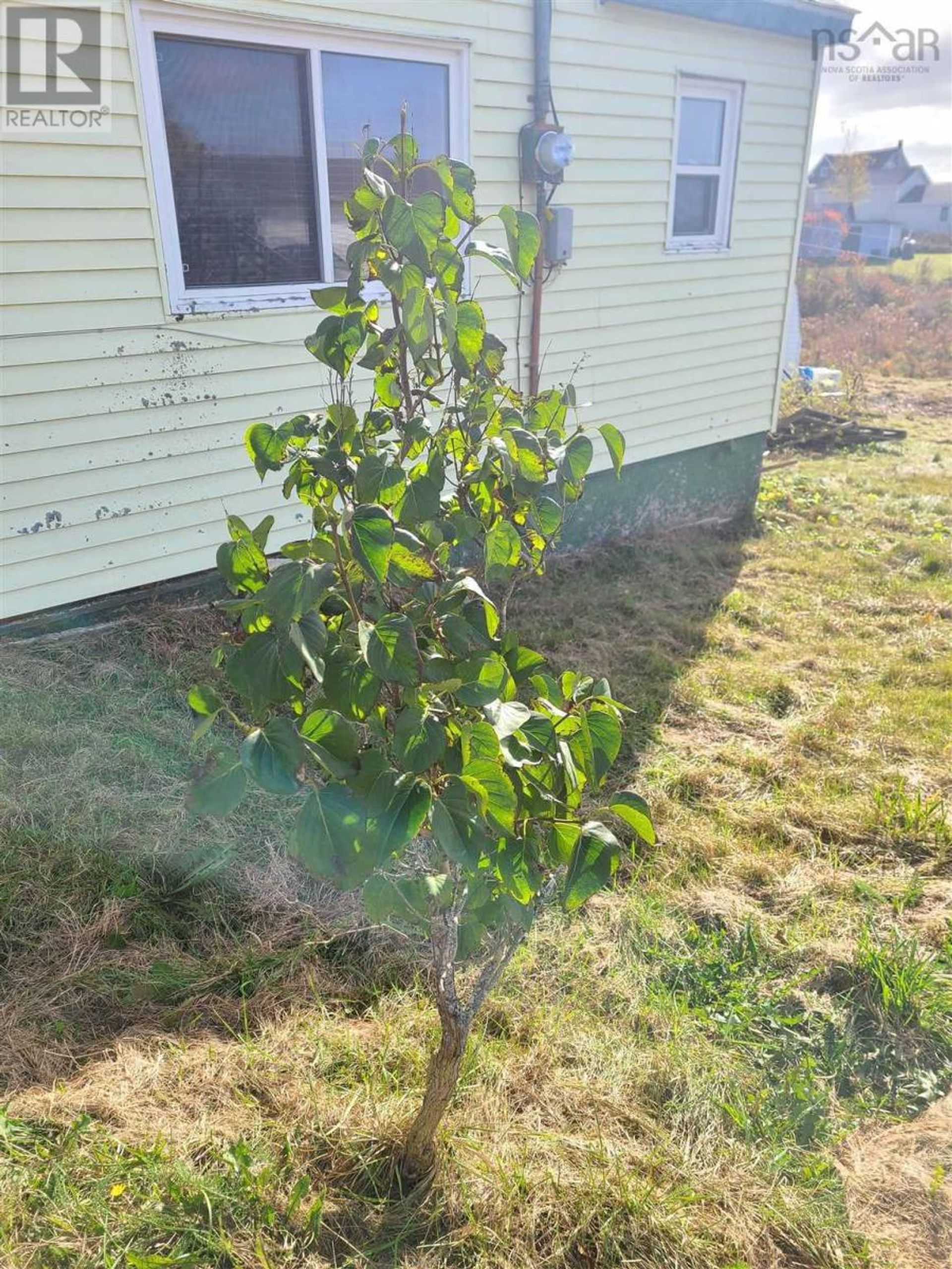 Hus i Louisdale, Nova Scotia 10224118