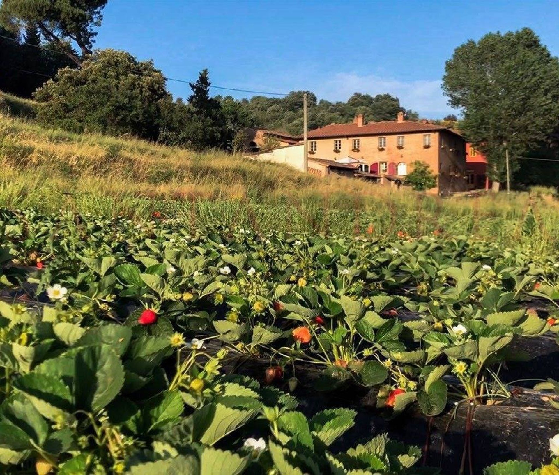 Condominium dans San Miniato, Tuscany 10225022