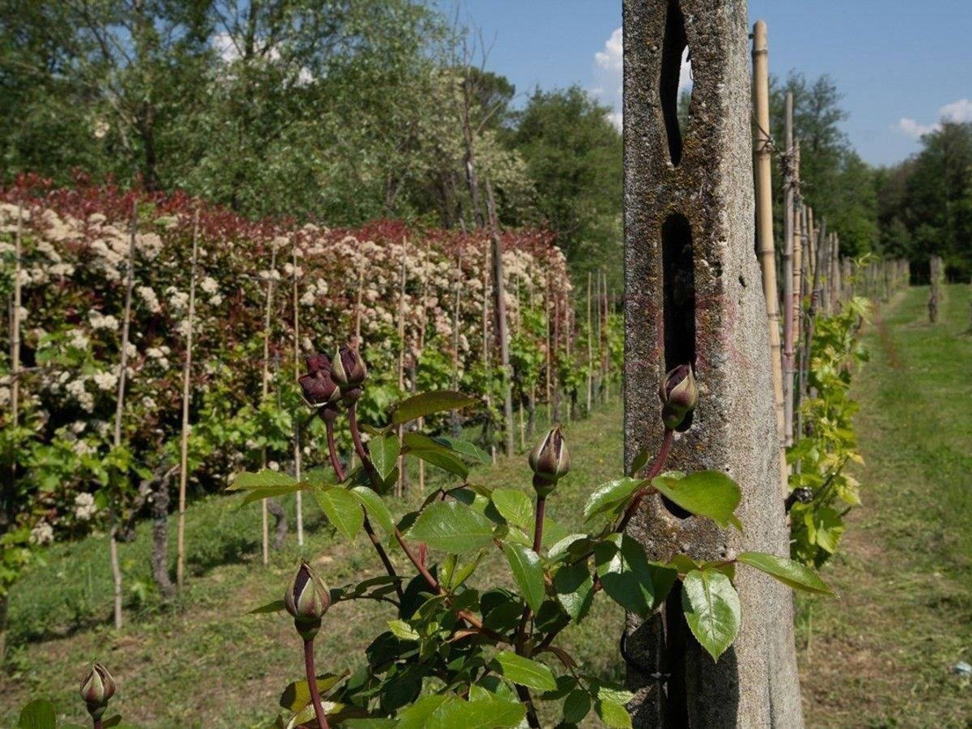 Osakehuoneisto sisään Lucca, Tuscany 10225027