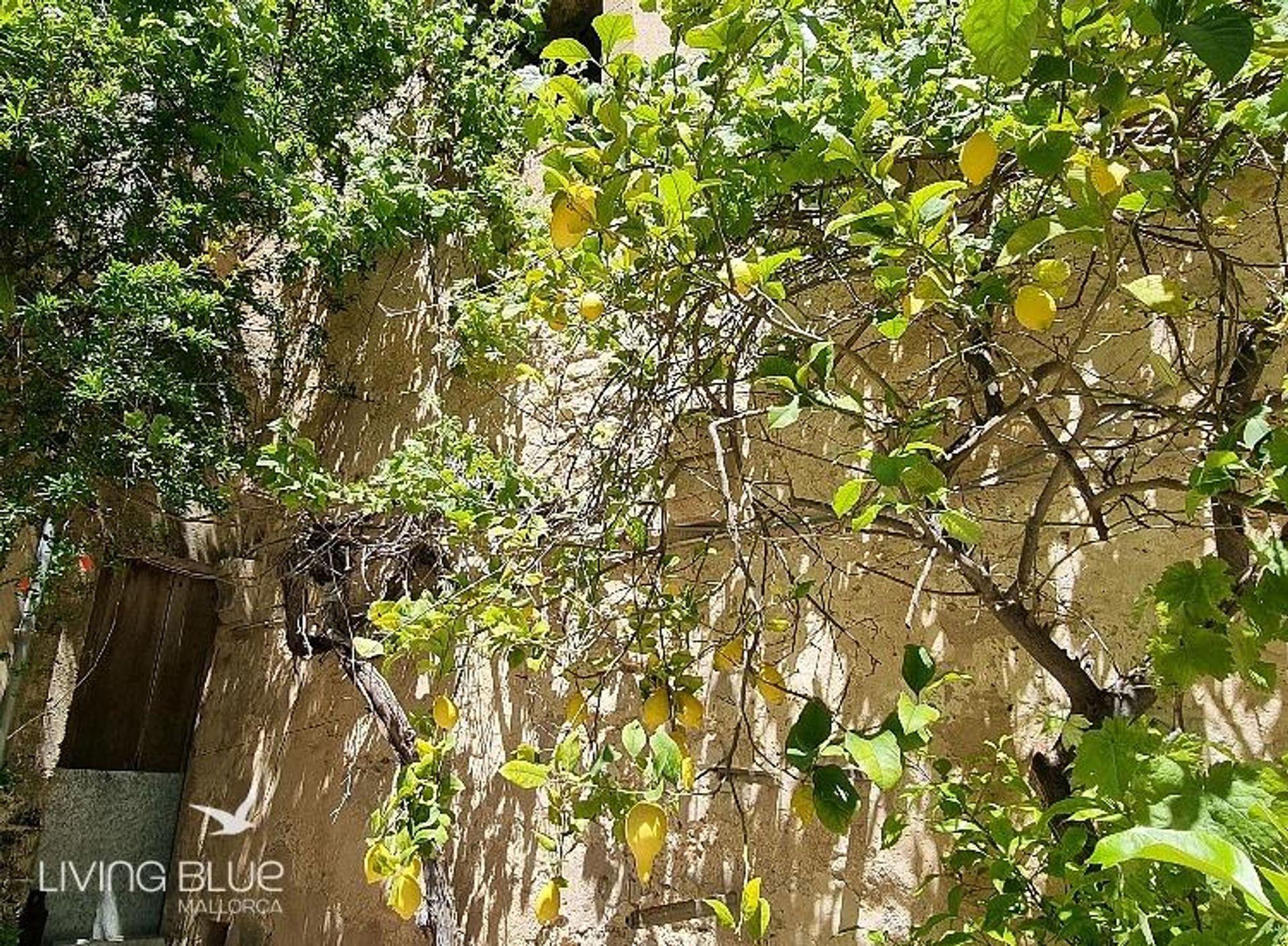 Terre dans Calvià, Balearic Islands 10230014