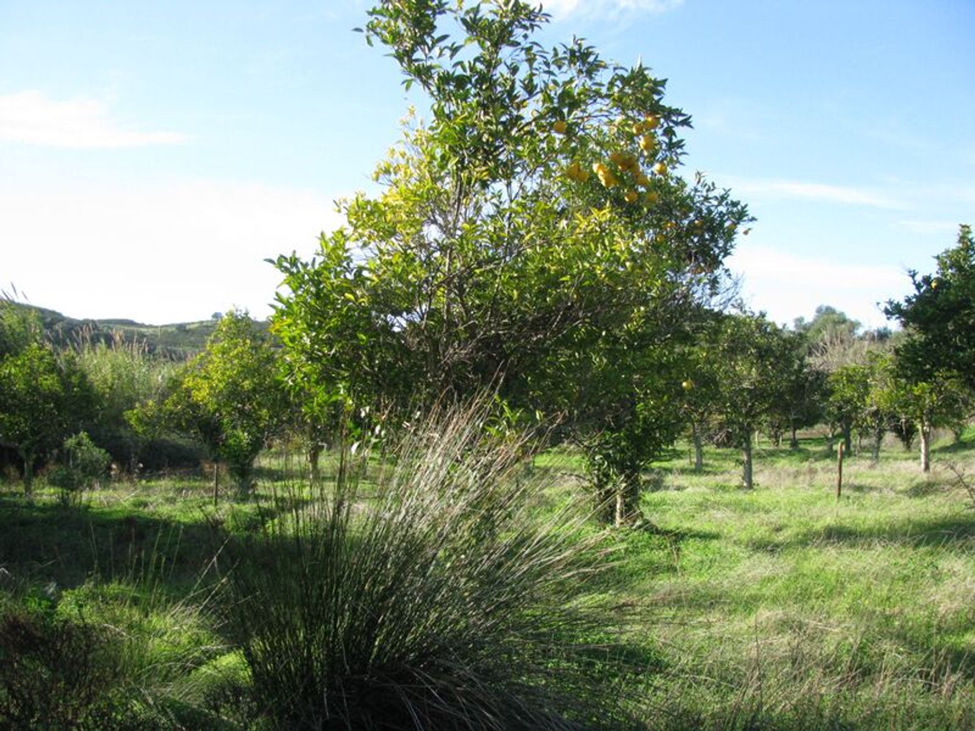 Tierra en azinhal, Faraón 10484745