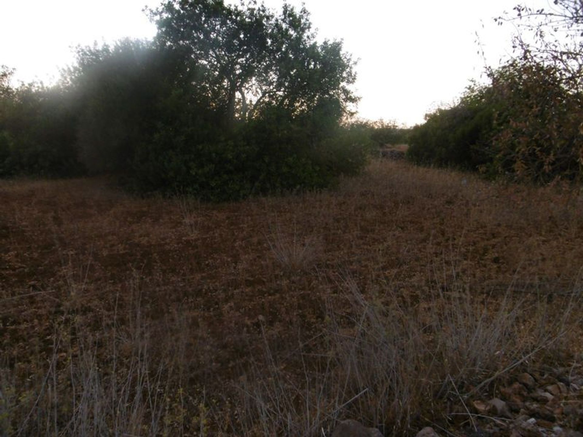 Tierra en São Bartolomeu de Messines, Faraón 10484759