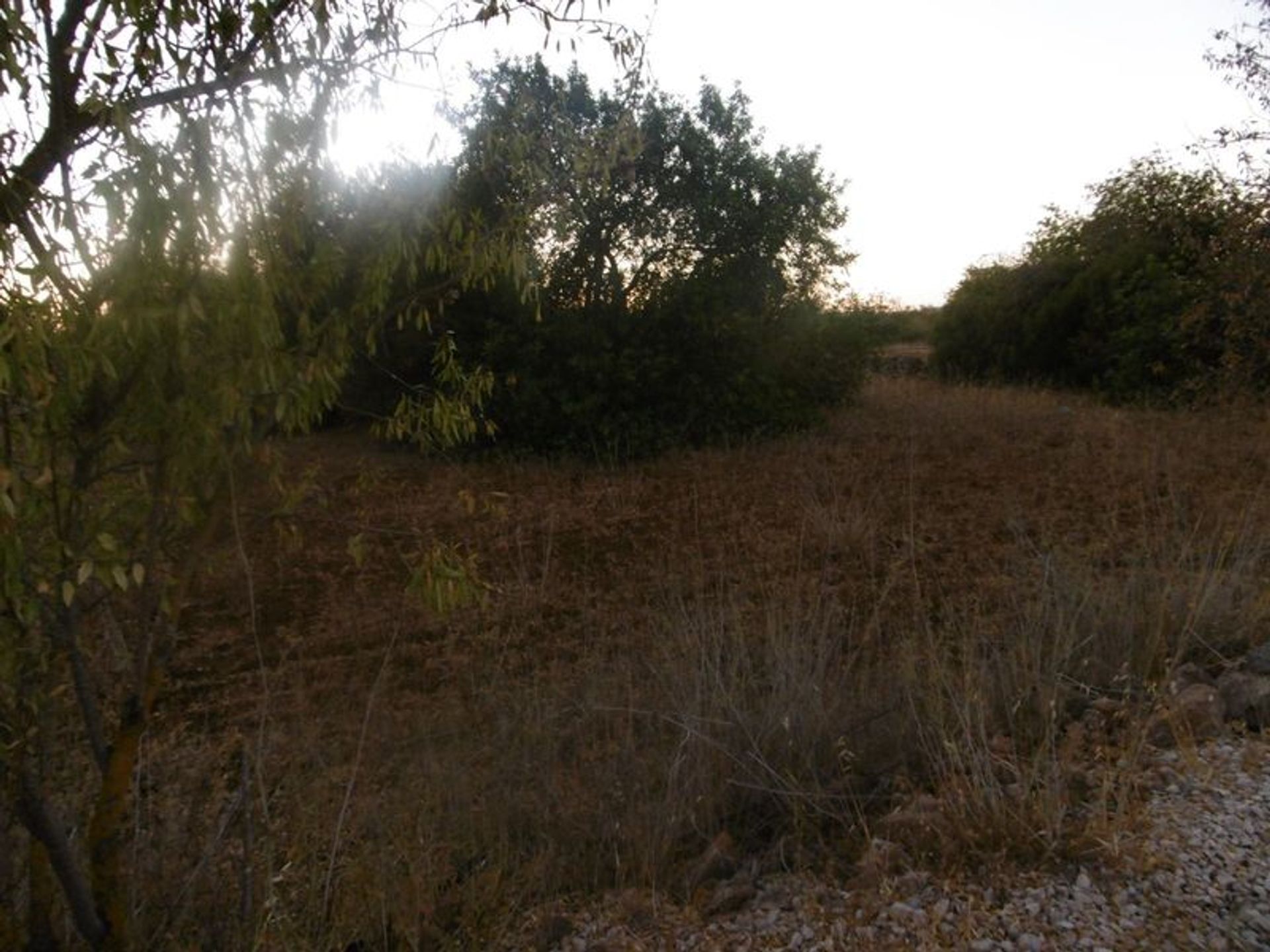 Tierra en São Bartolomeu de Messines, Faraón 10484759