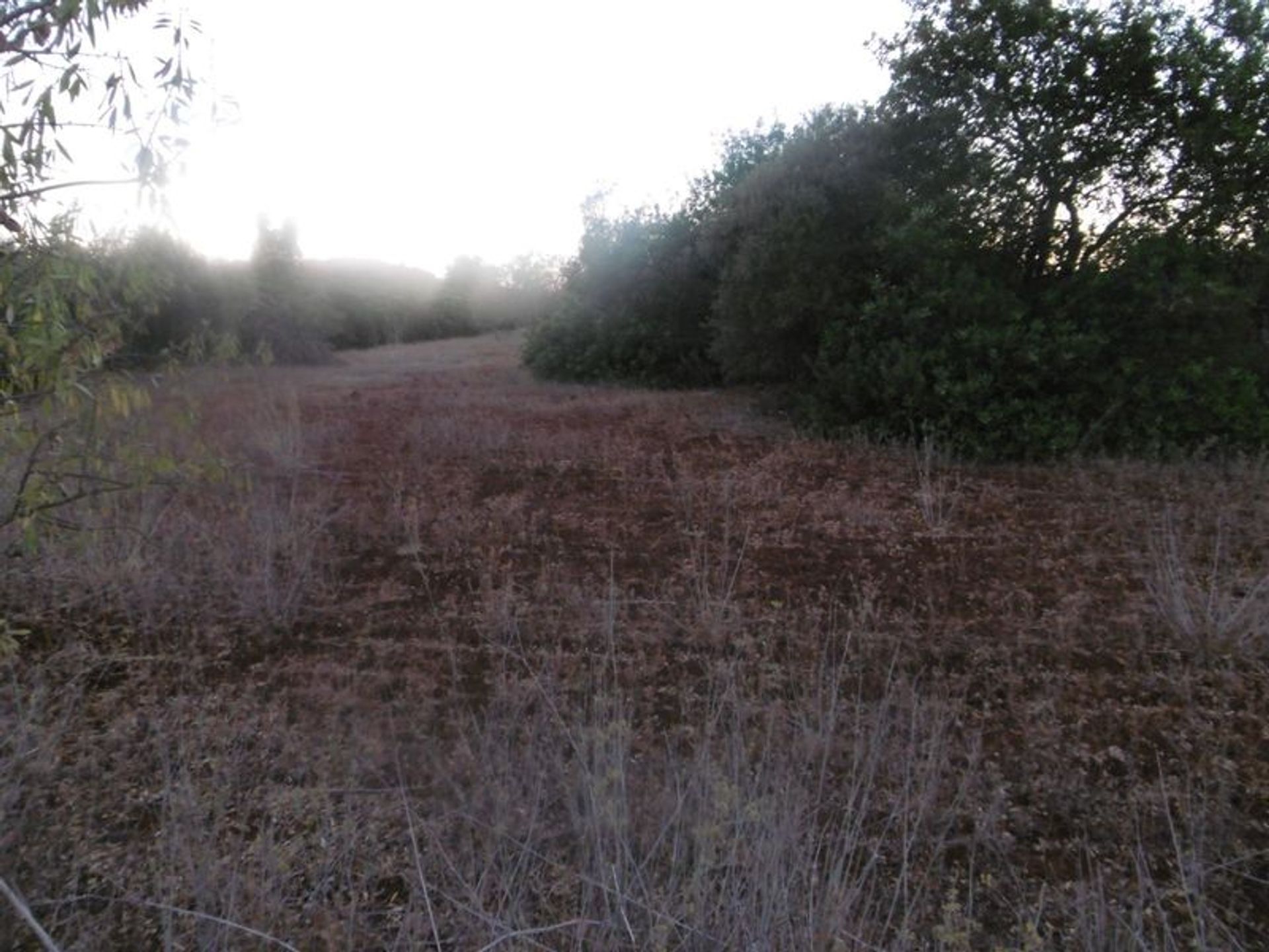 Tierra en São Bartolomeu de Messines, Faraón 10484759