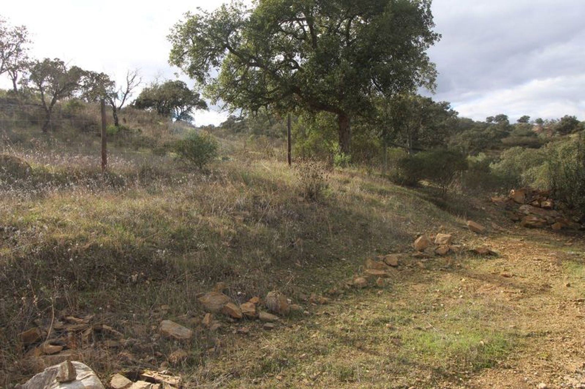 Tierra en odeleita, Faraón 10484771