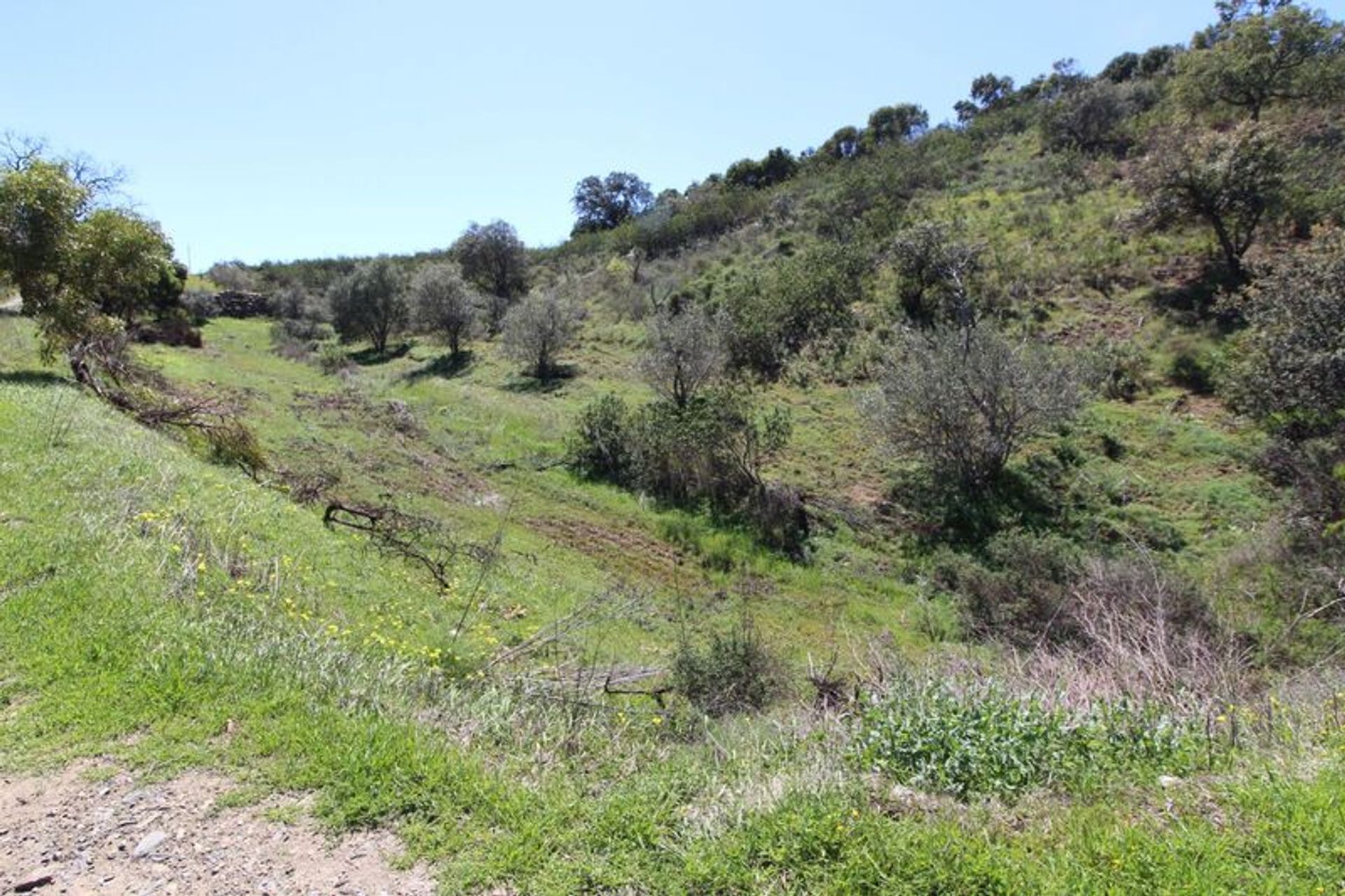 Terra no Conceição, Faro 10484822