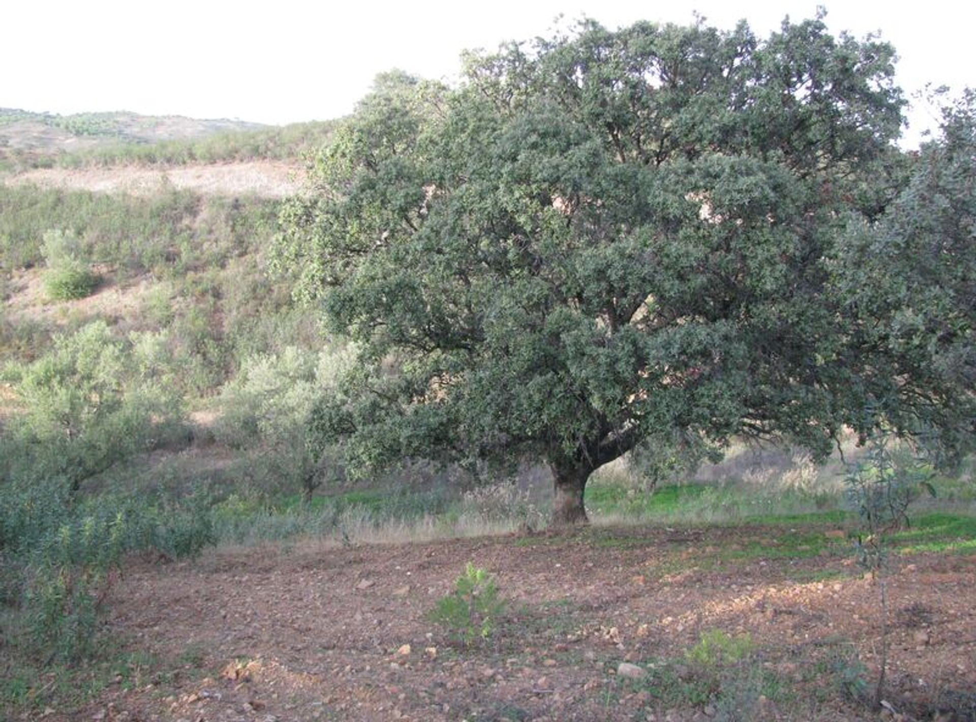 Tierra en azinhal, Faraón 10484828