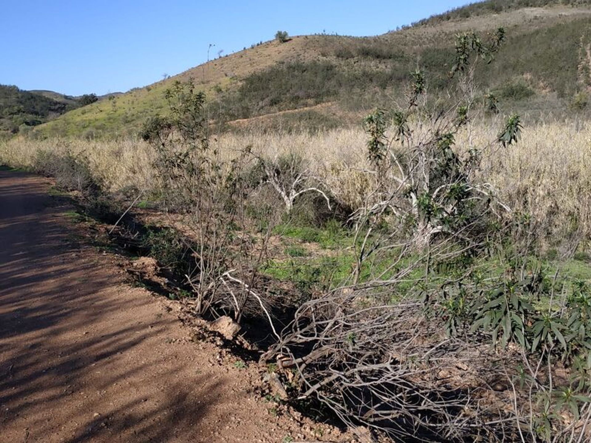 Tierra en azinhal, Faraón 10484832