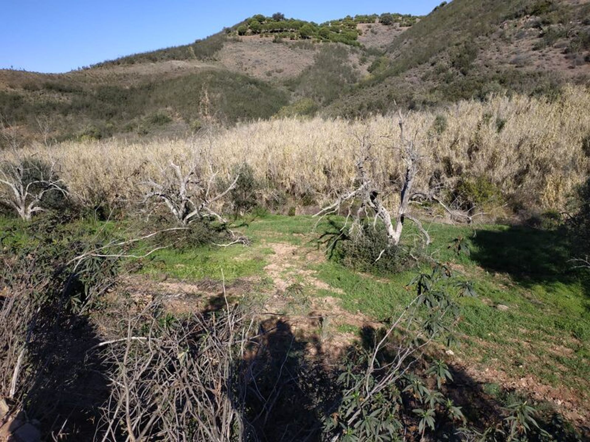 Tierra en azinhal, Faraón 10484832