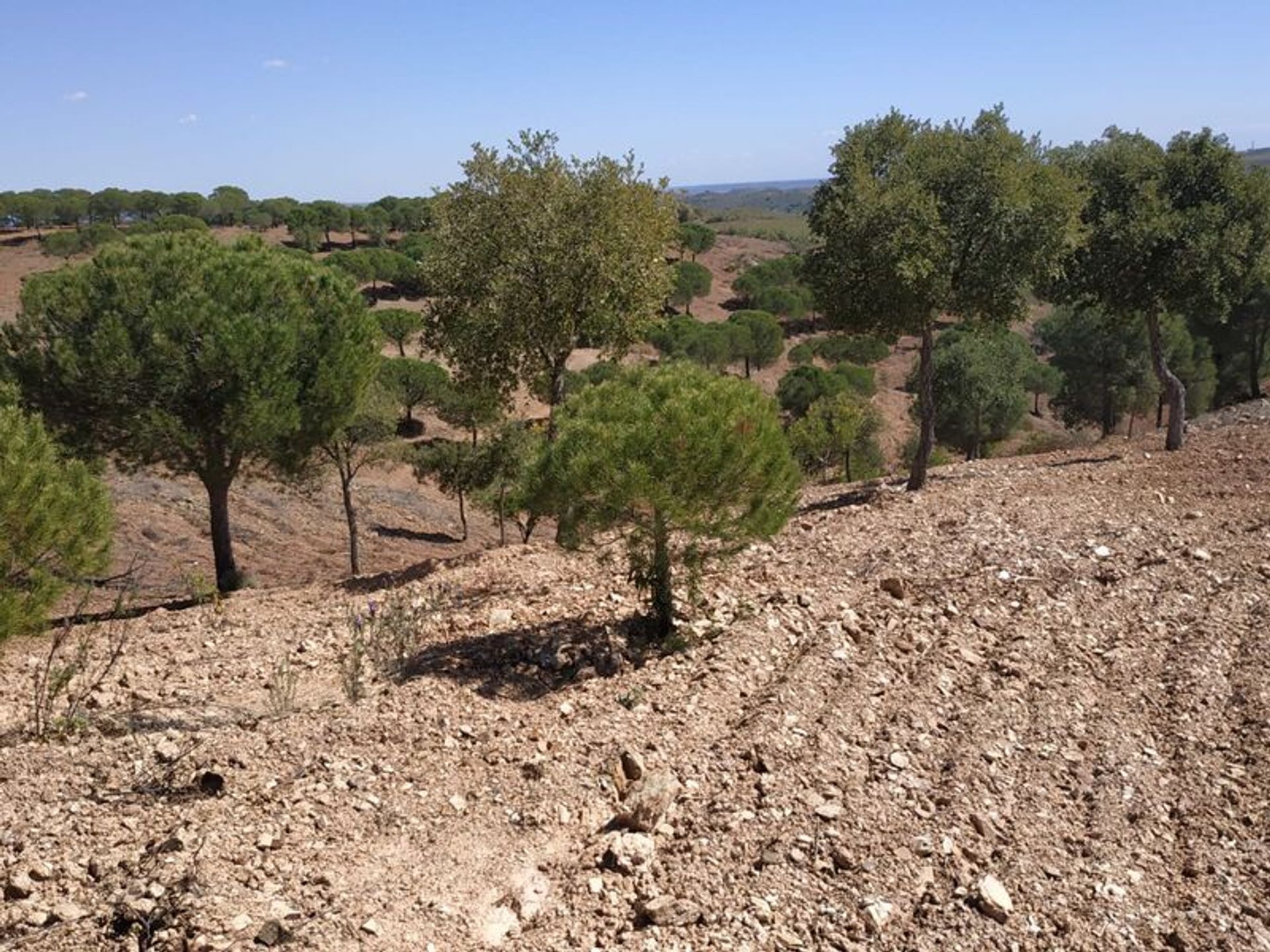 Tierra en azinhal, Faraón 10484942