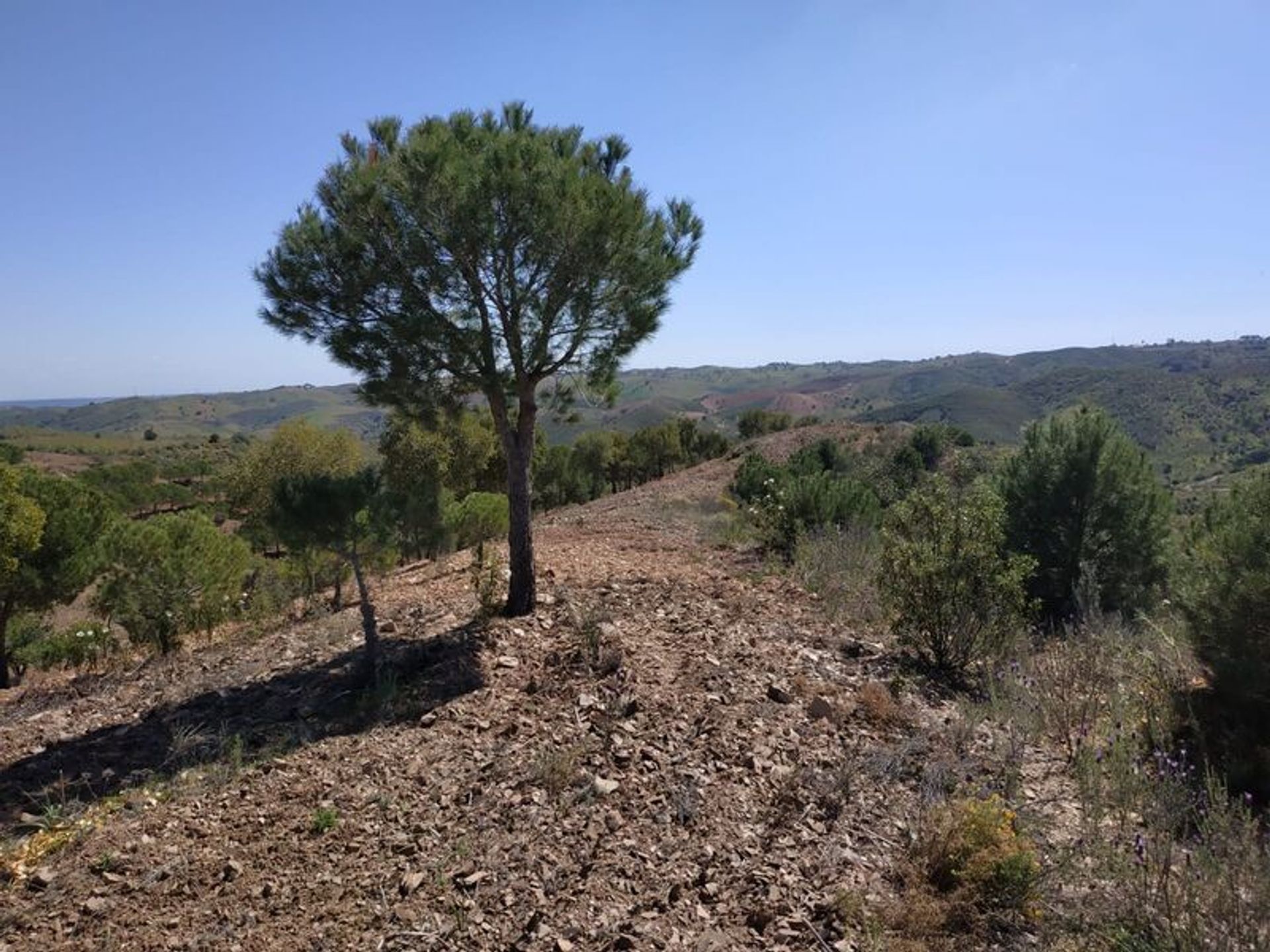 Tierra en azinhal, Faraón 10484942