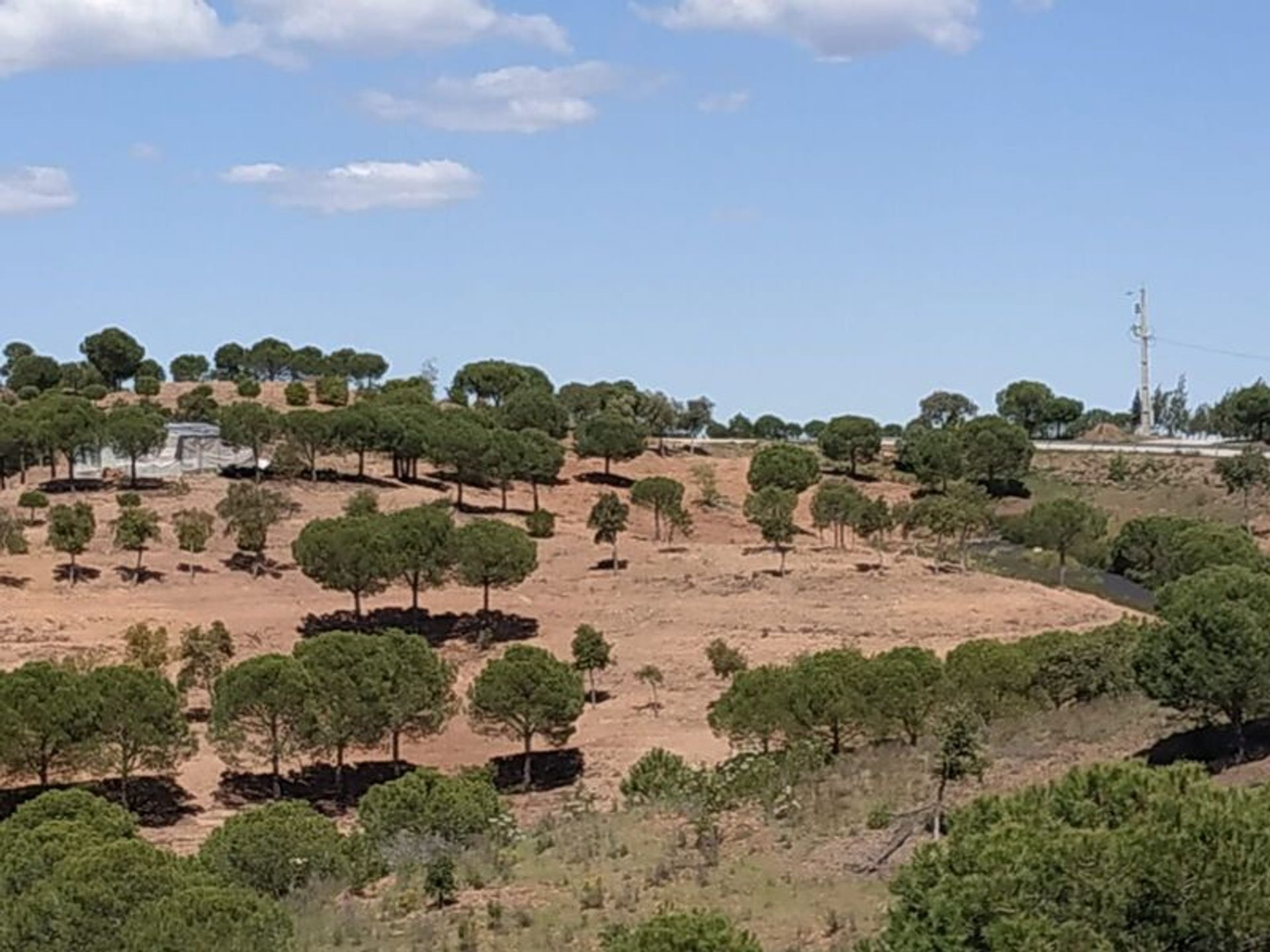 Tierra en azinhal, Faraón 10484942