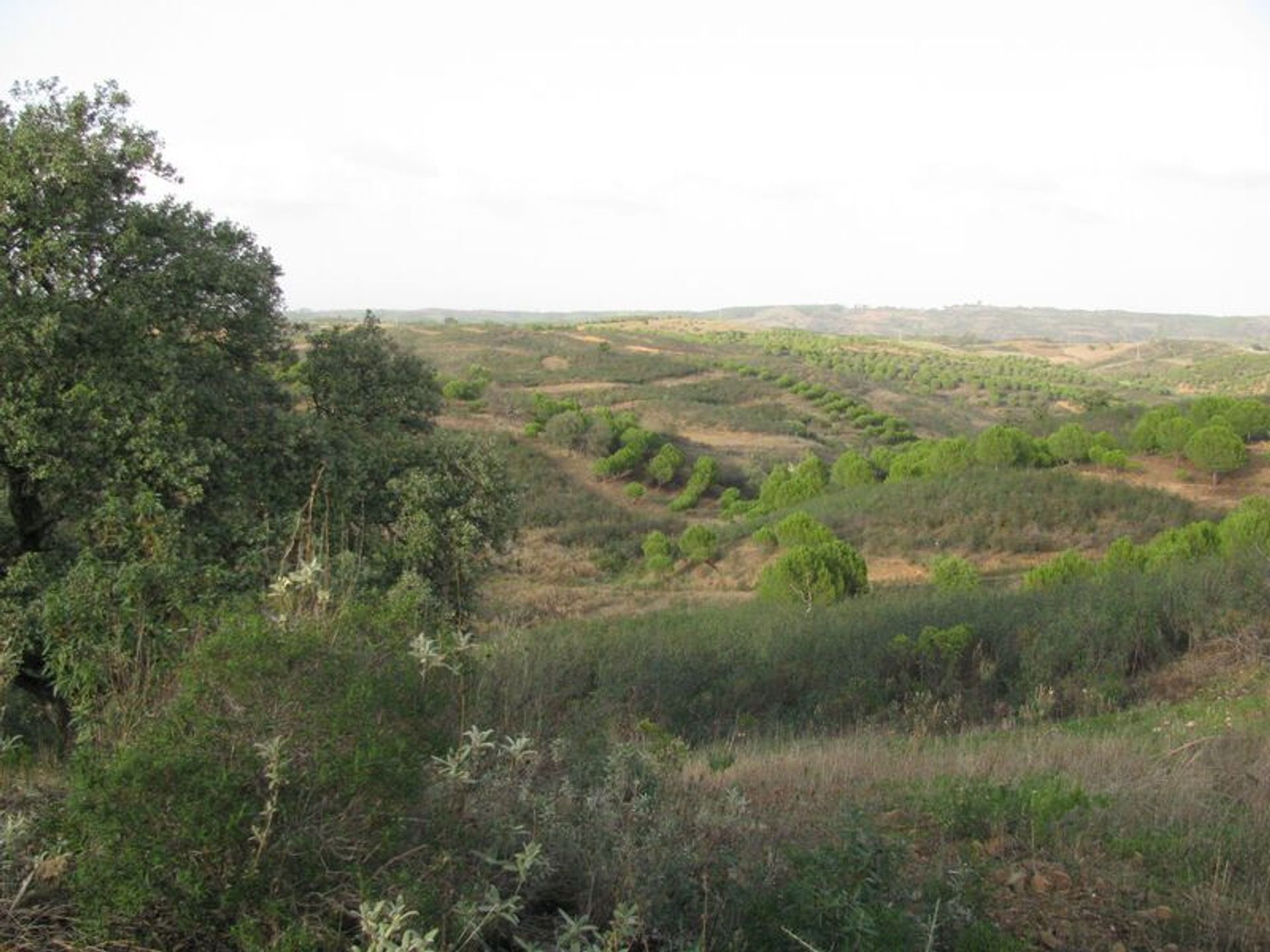 ארץ ב אזינהל, פארו 10484955