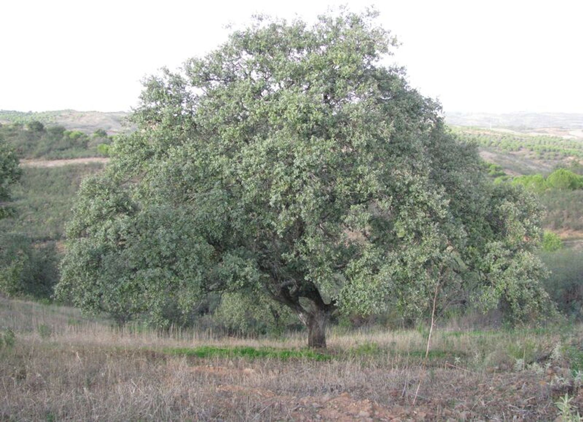 ארץ ב אזינהל, פארו 10484955