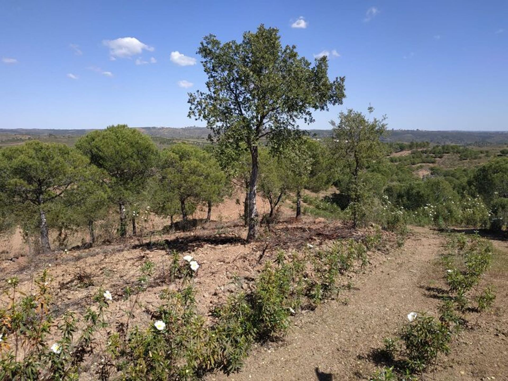 Tierra en Azinhal, Faro 10484956