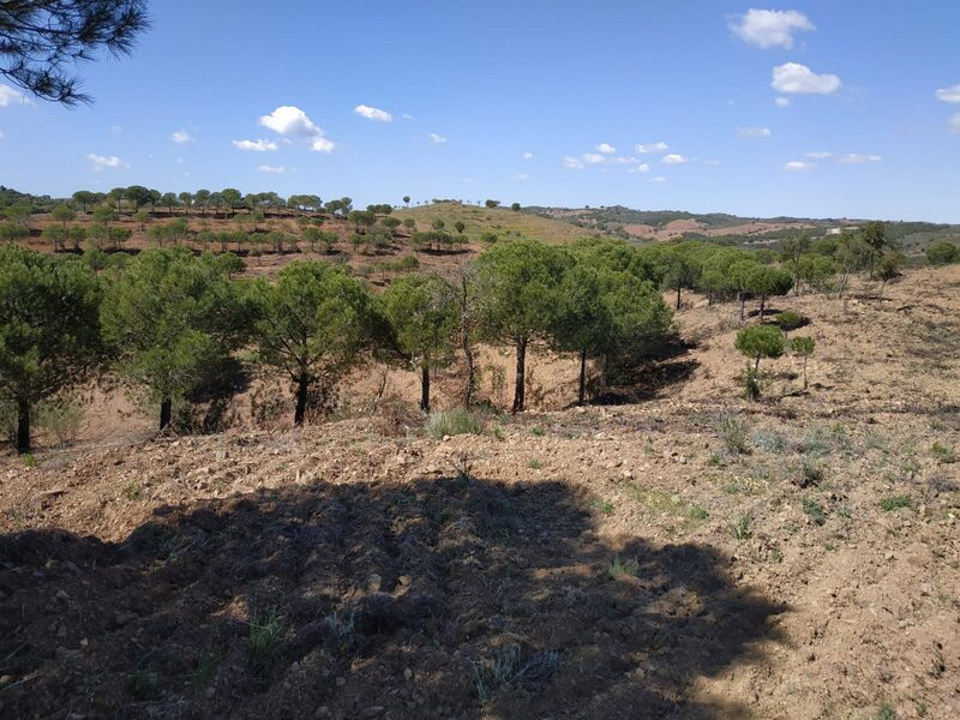 Tierra en azinhal, Faraón 10484956