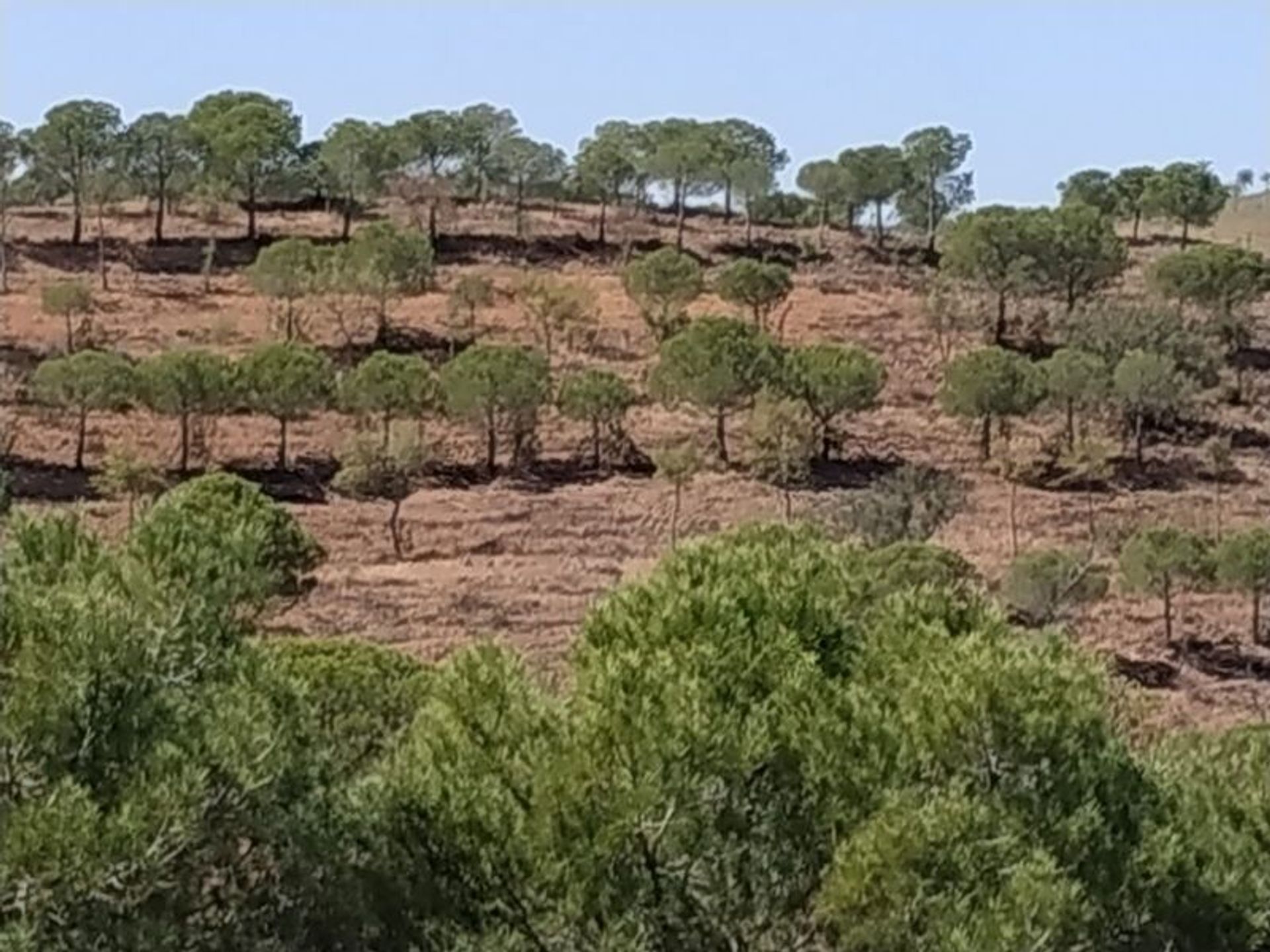 Tierra en azinhal, Faraón 10484956