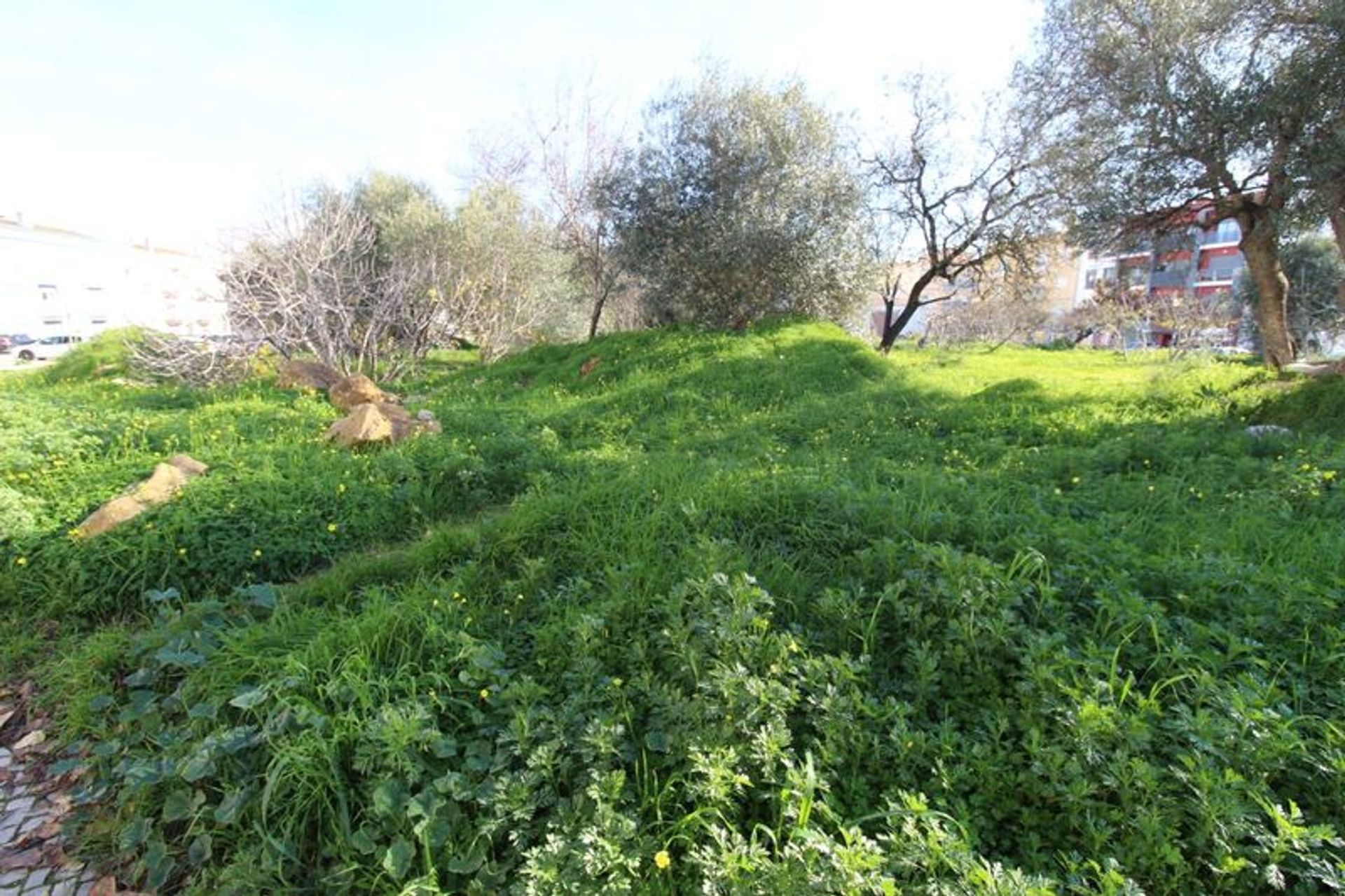 Tierra en almancil, Faraón 10485011