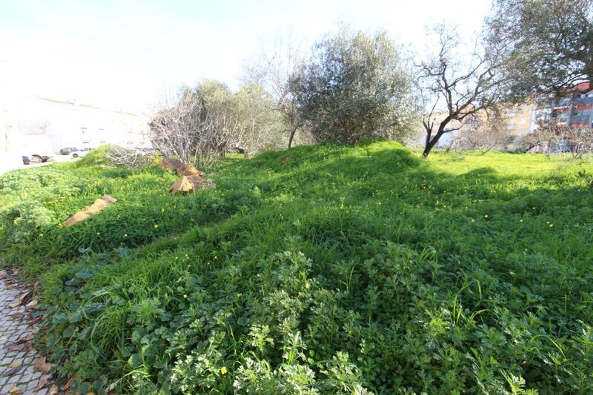 Tierra en almancil, Faraón 10485011