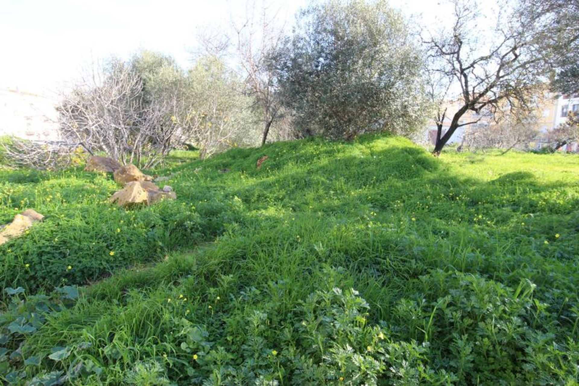 Tierra en almancil, Faraón 10485011