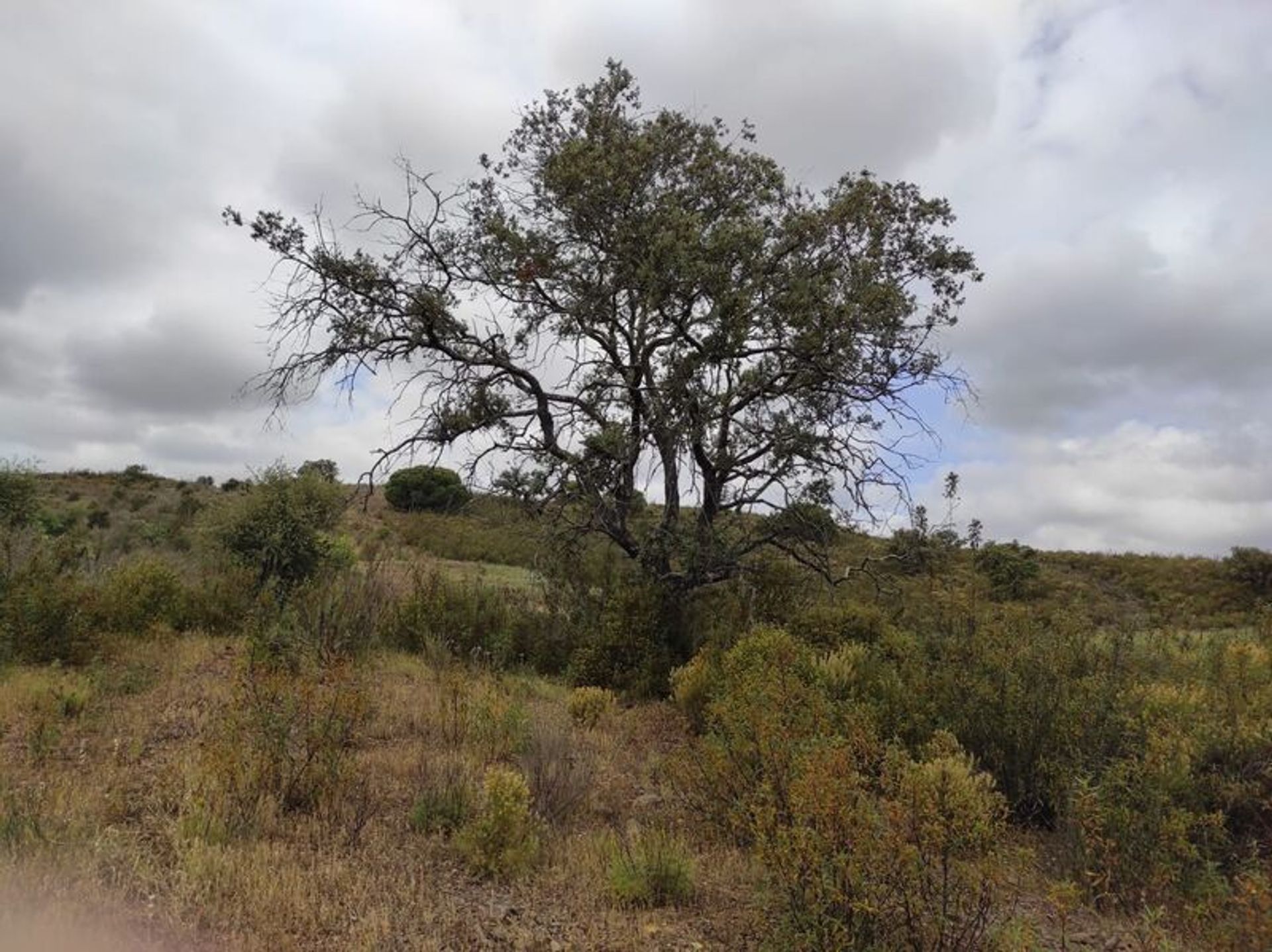 Tierra en Castro Marim, Faraón 10485033