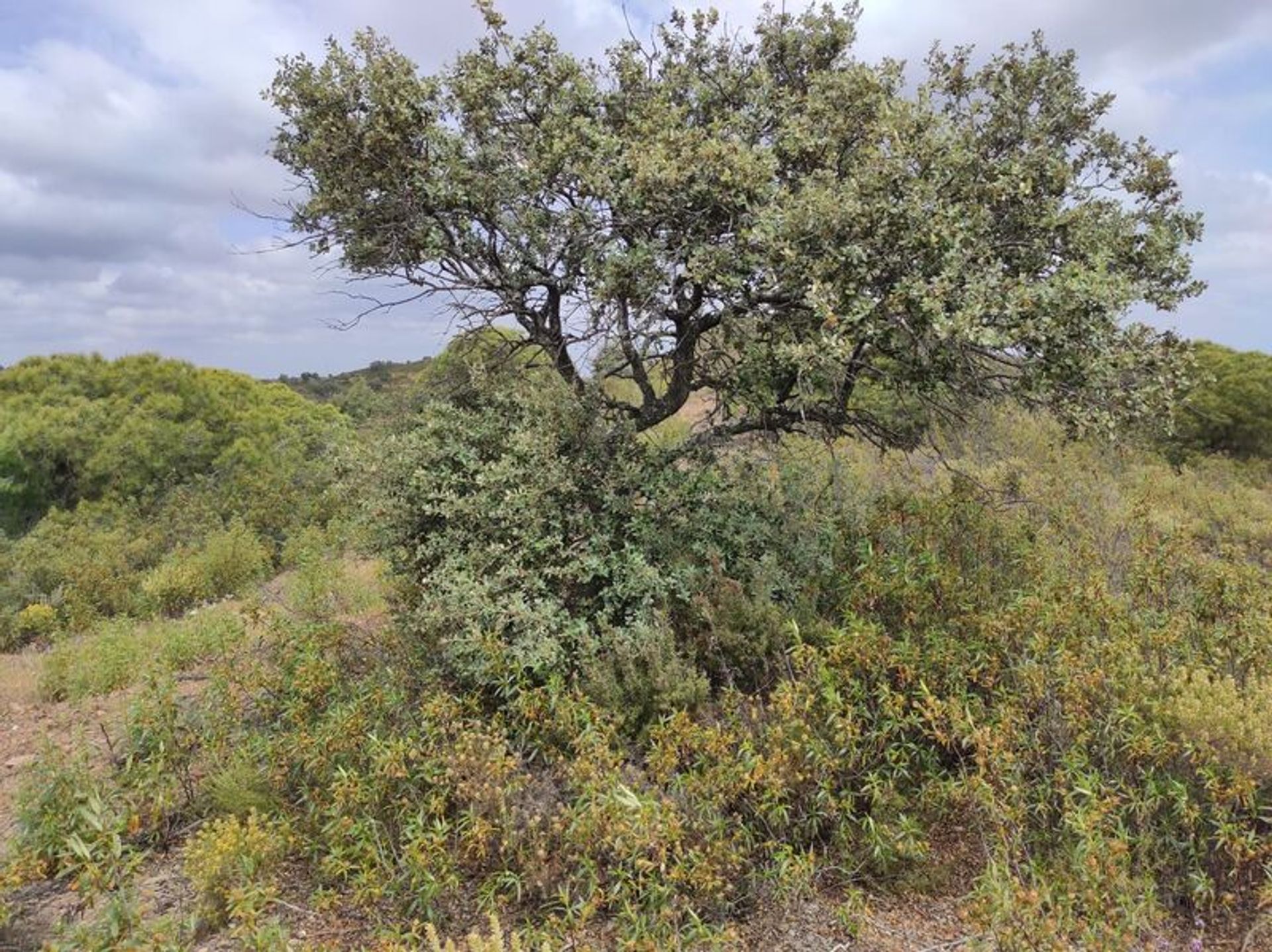 Tierra en Castro Marim, Faraón 10485033