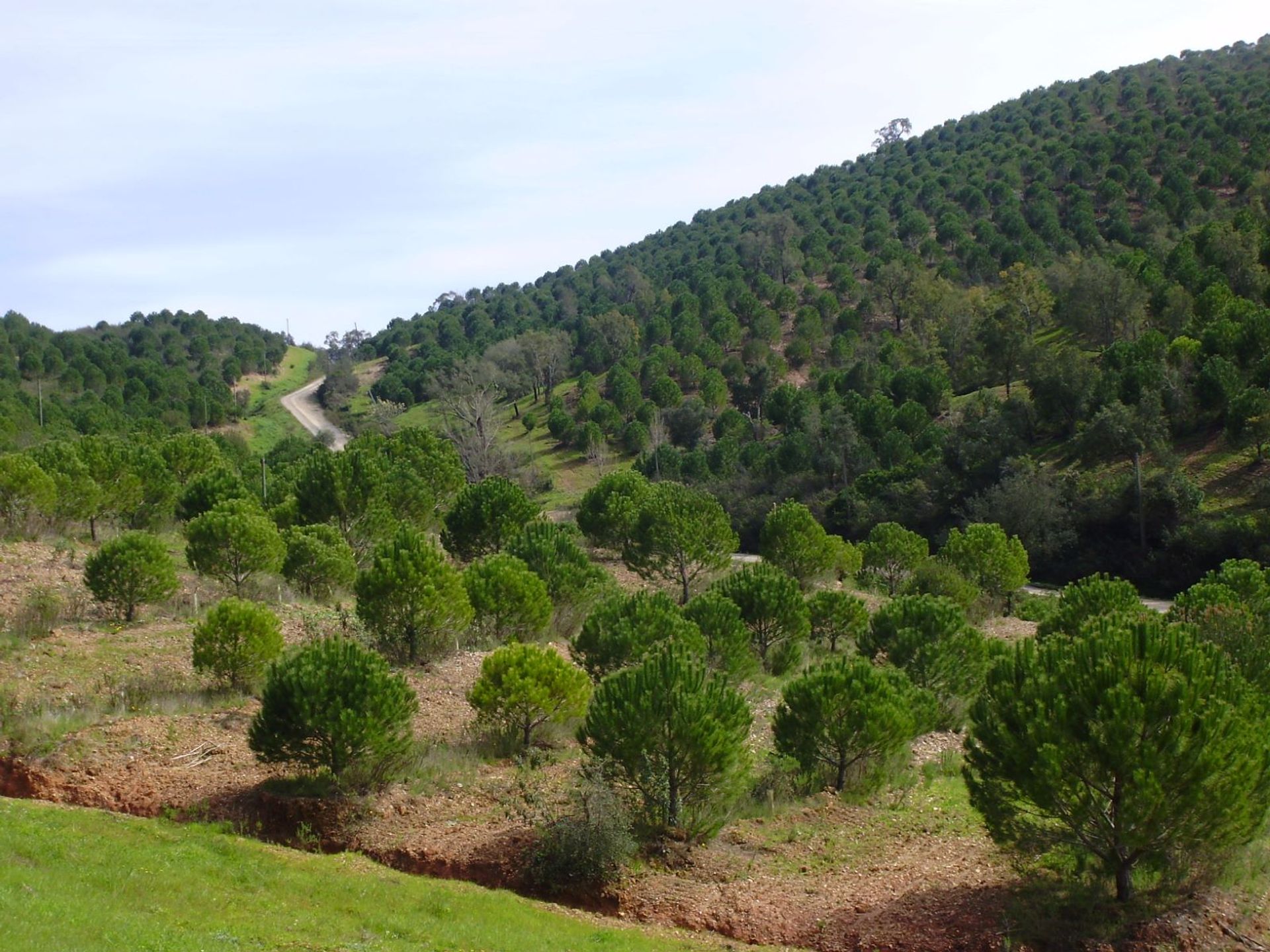 Tierra en São Marcos da Serra, Faro 10585903