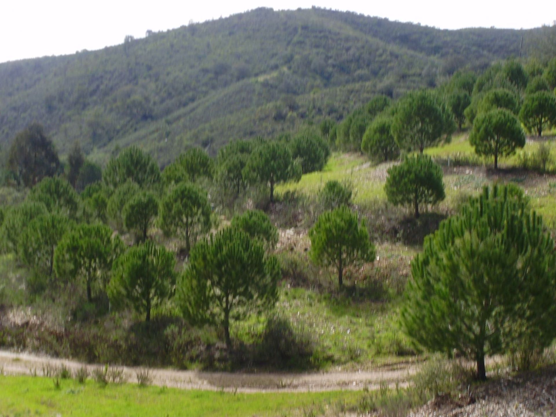 Tierra en São Marcos da Serra, Faro 10585903