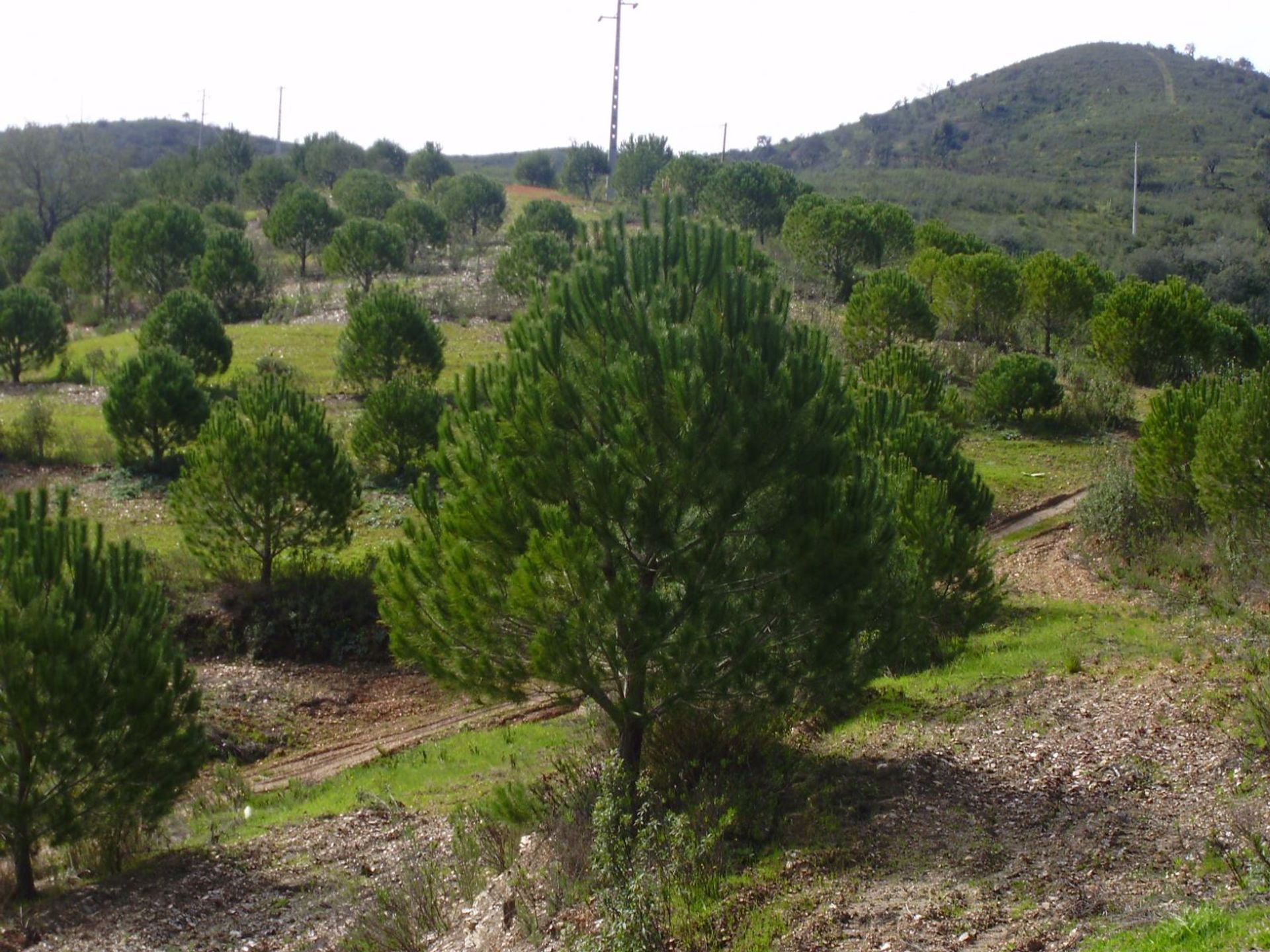 Tierra en São Marcos da Serra, Faro 10585903