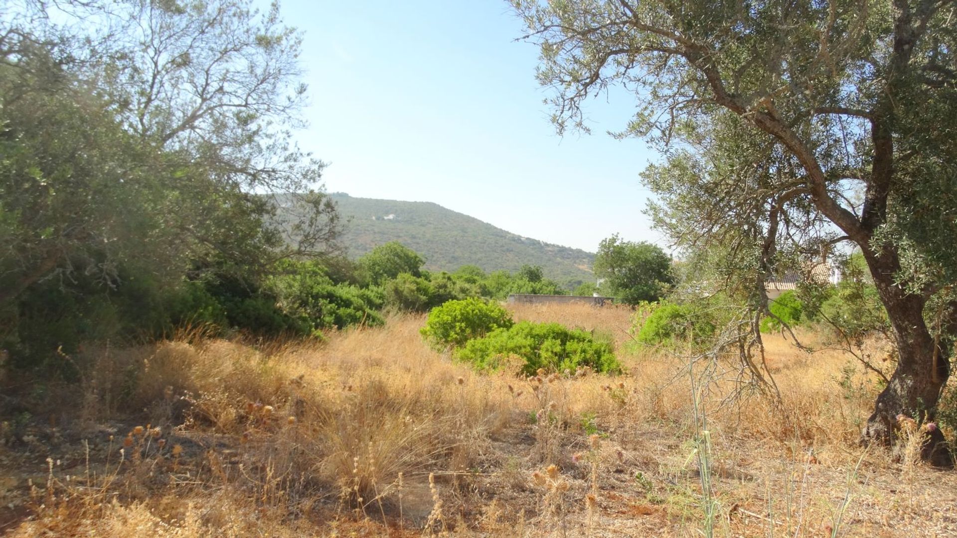 Tierra en Caños, Faraón 10585912