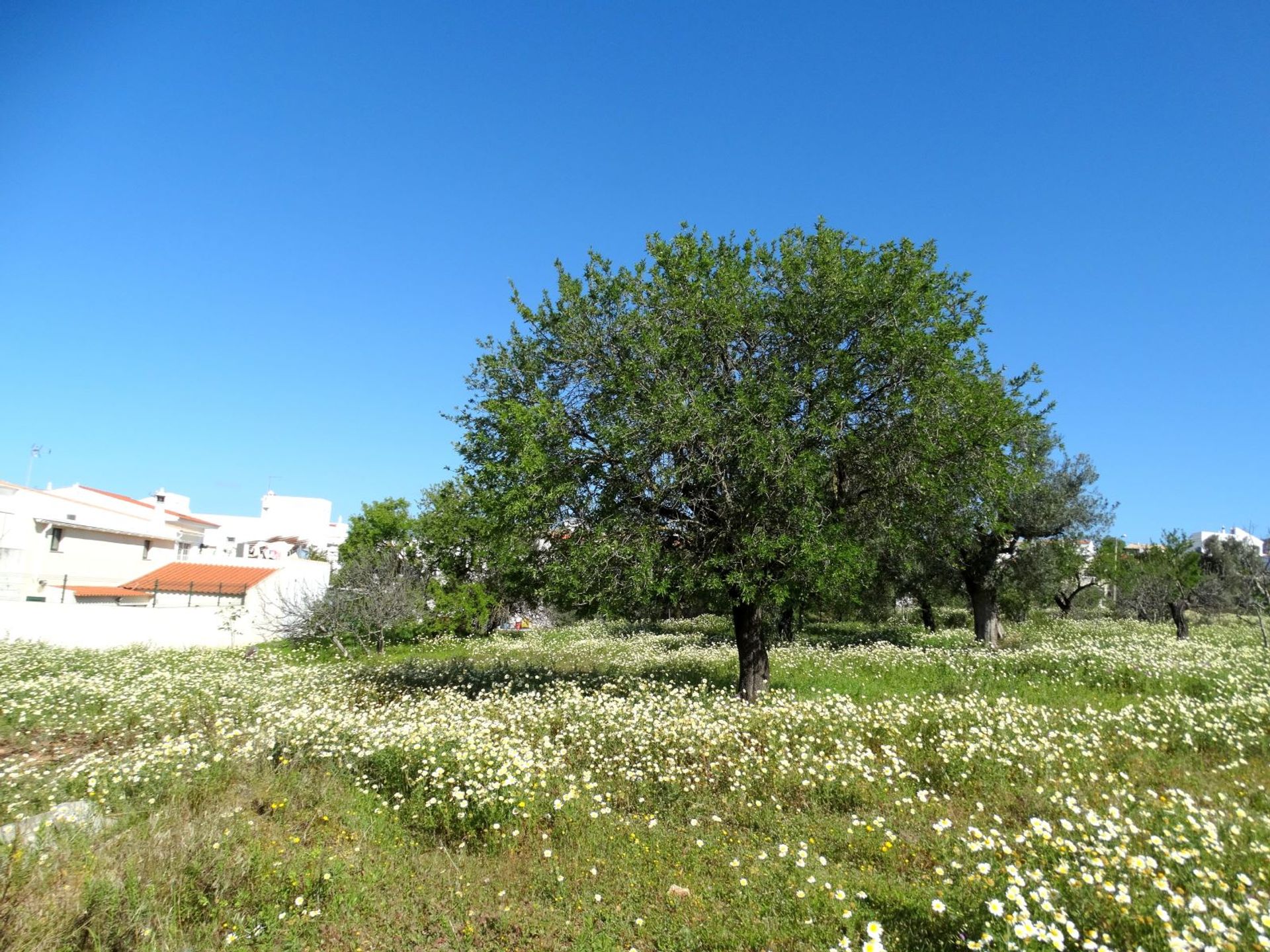 Land in Faro, Faro 10585917