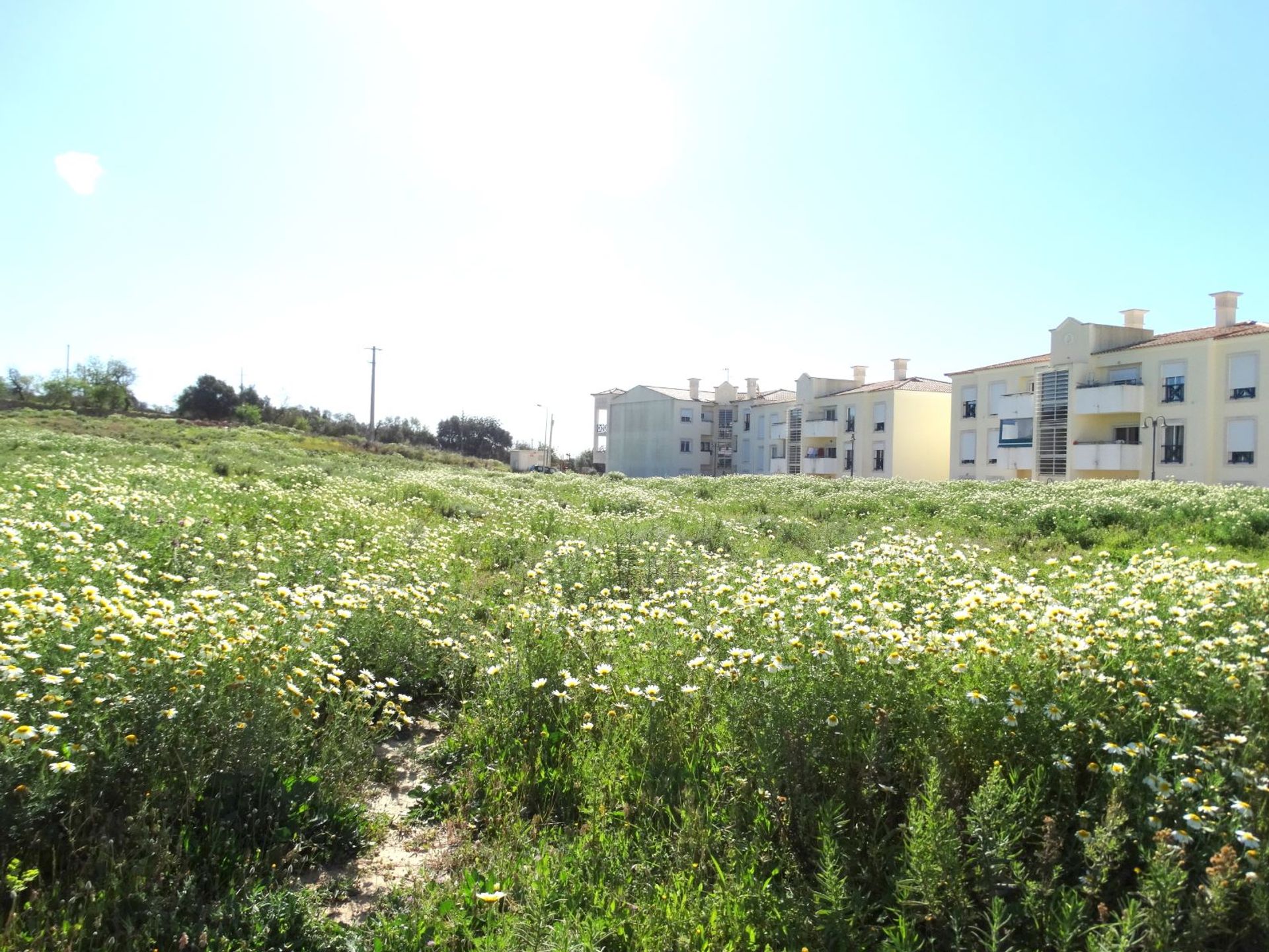 Land in Estoi, Faro 10585917