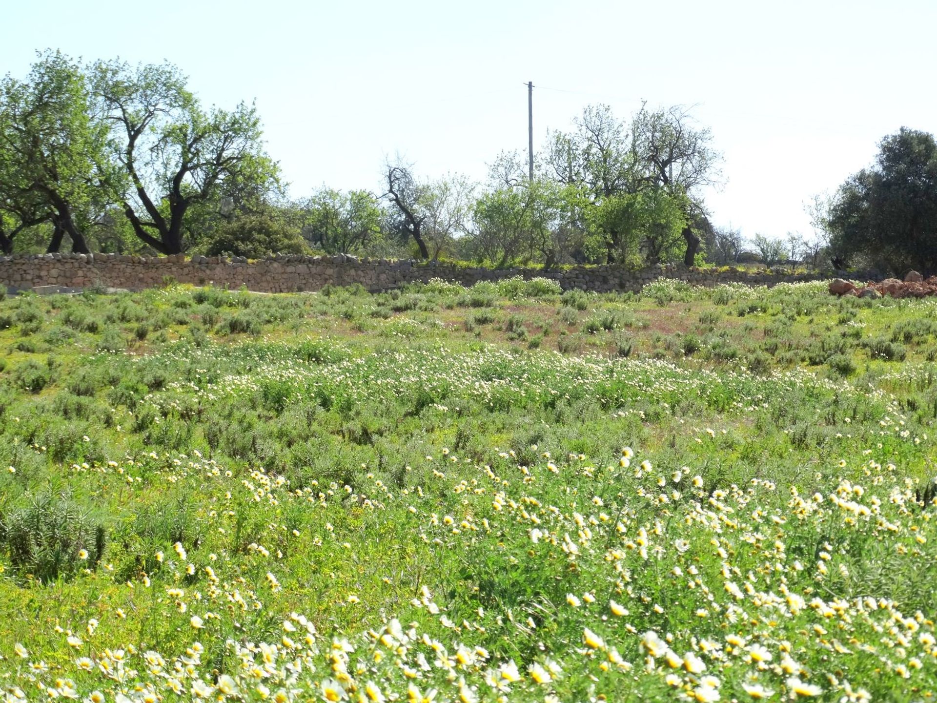 Land in Estoi, Faro 10585917